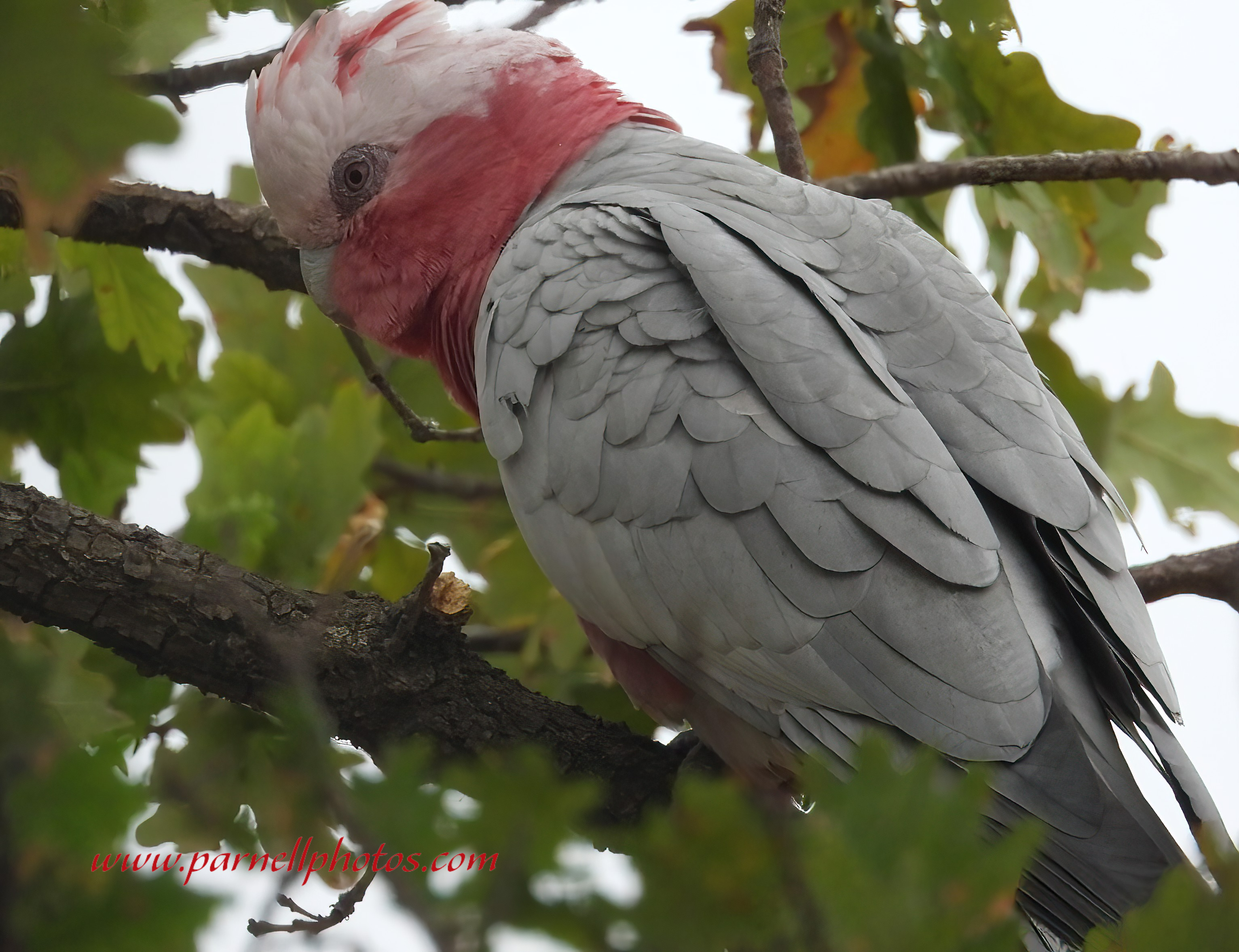 Galah Above Bird Bath