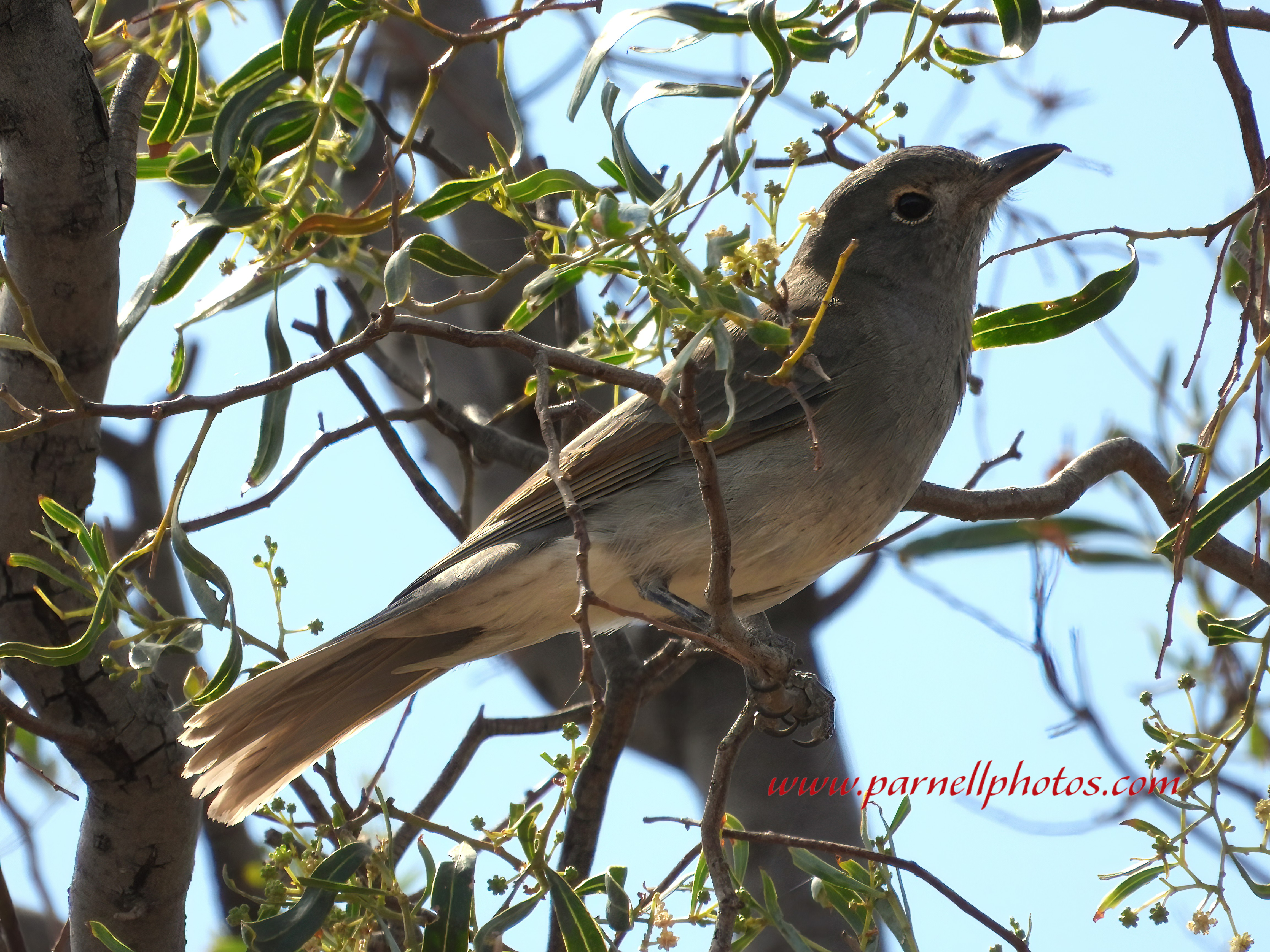 Grey Shrikethrush