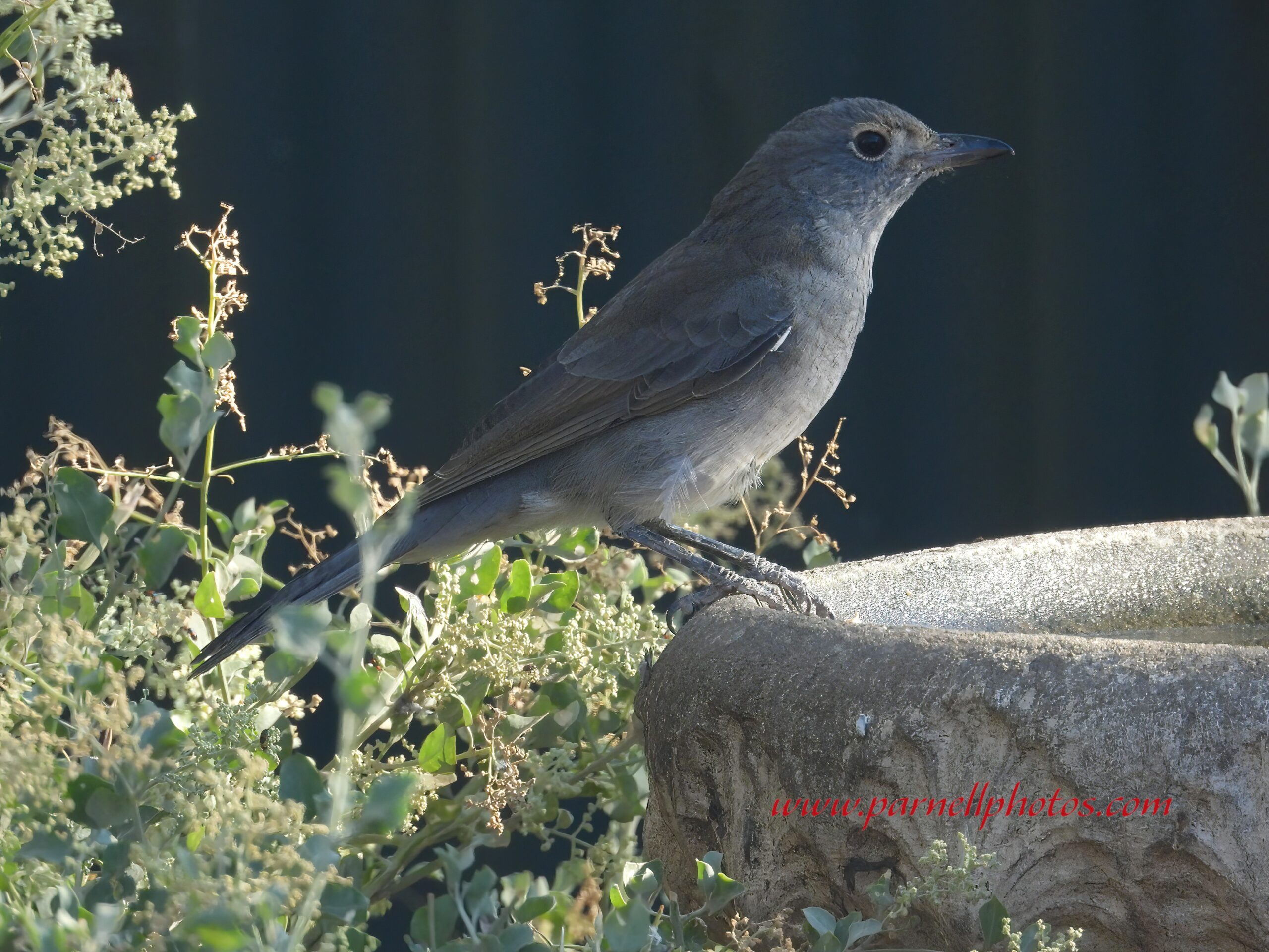 Grey Shrikethrush at Bird Bath