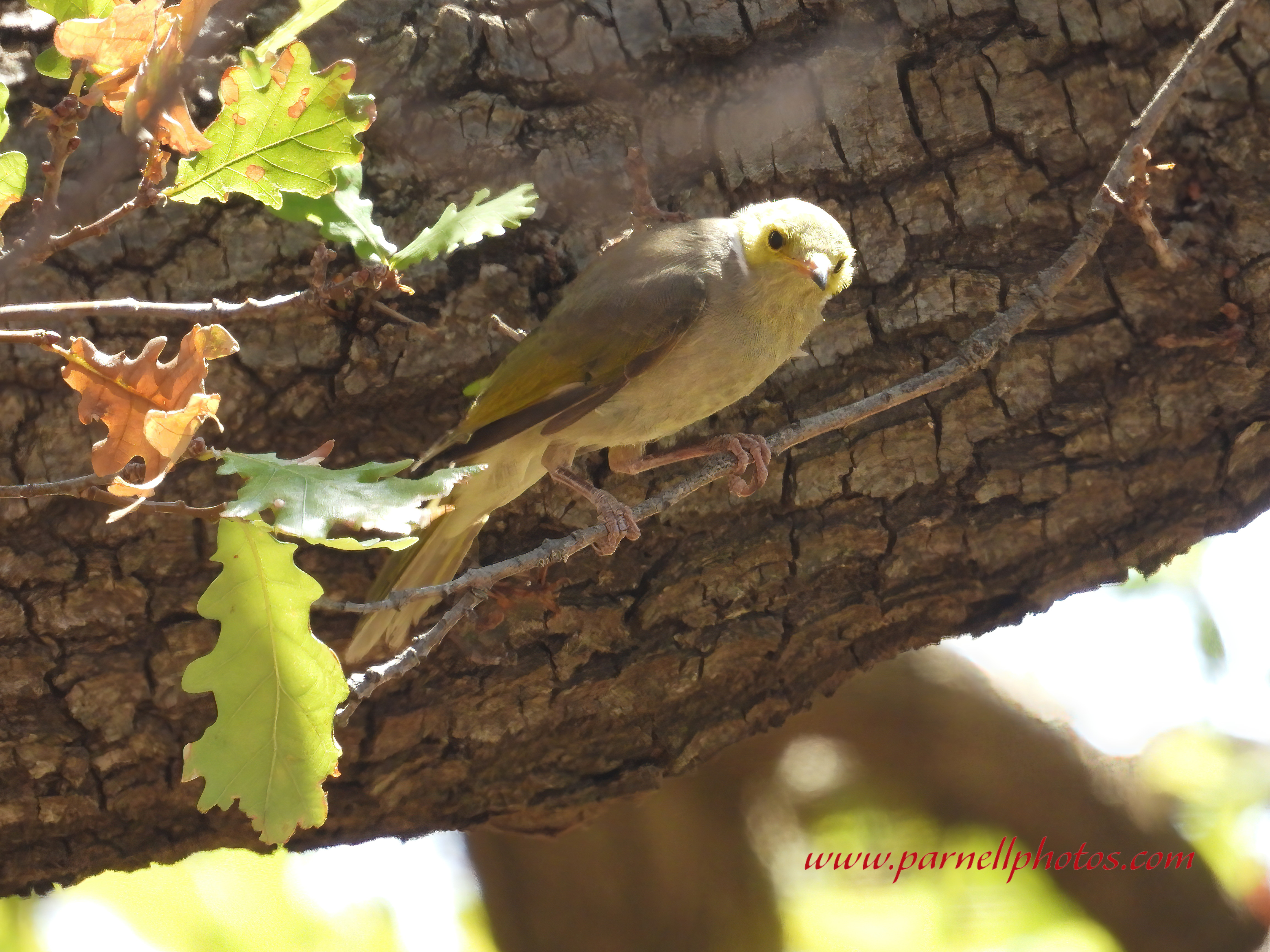 White-plumed Honeyeater in Shade