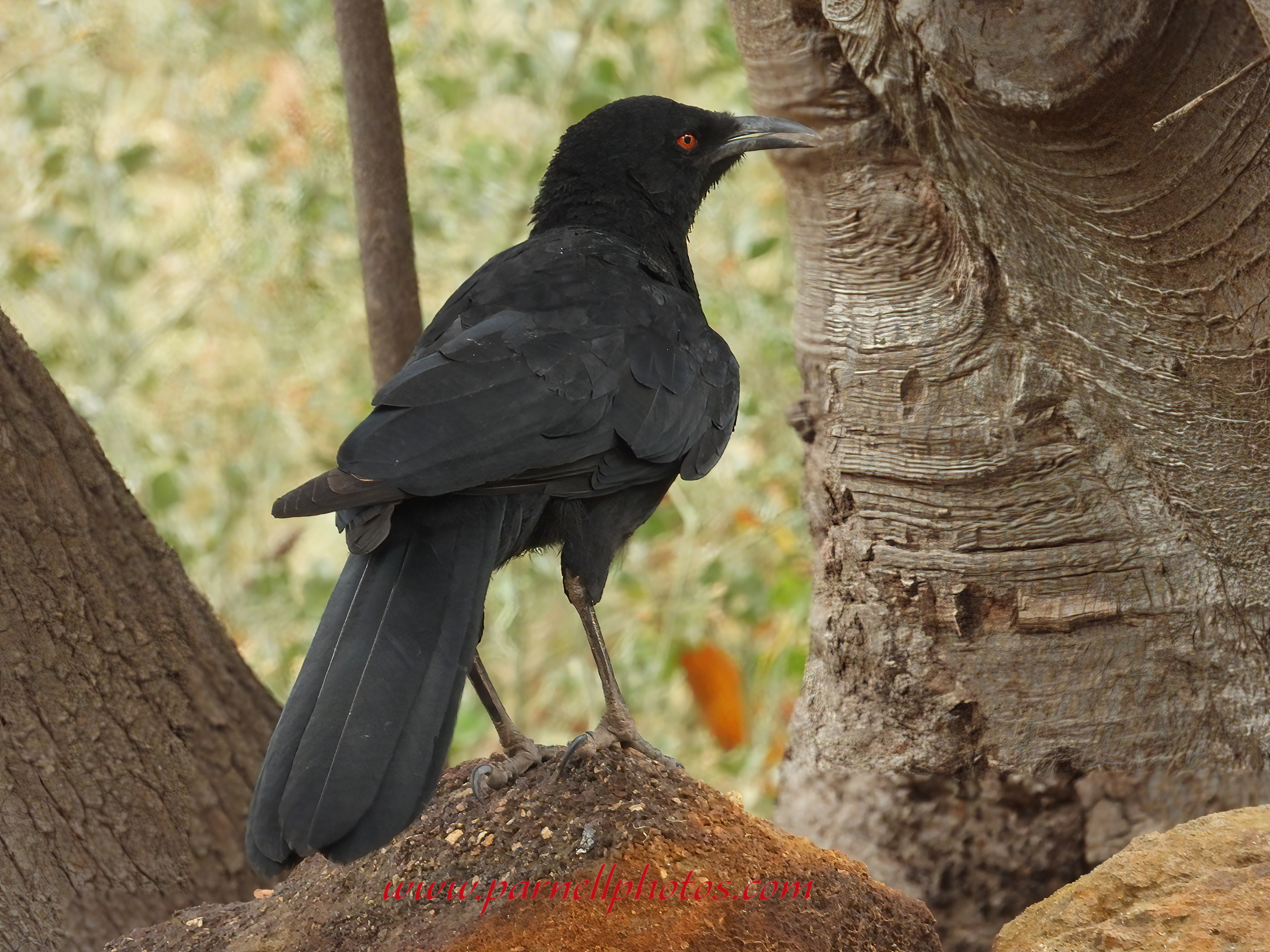 White-winged Chough on Mound