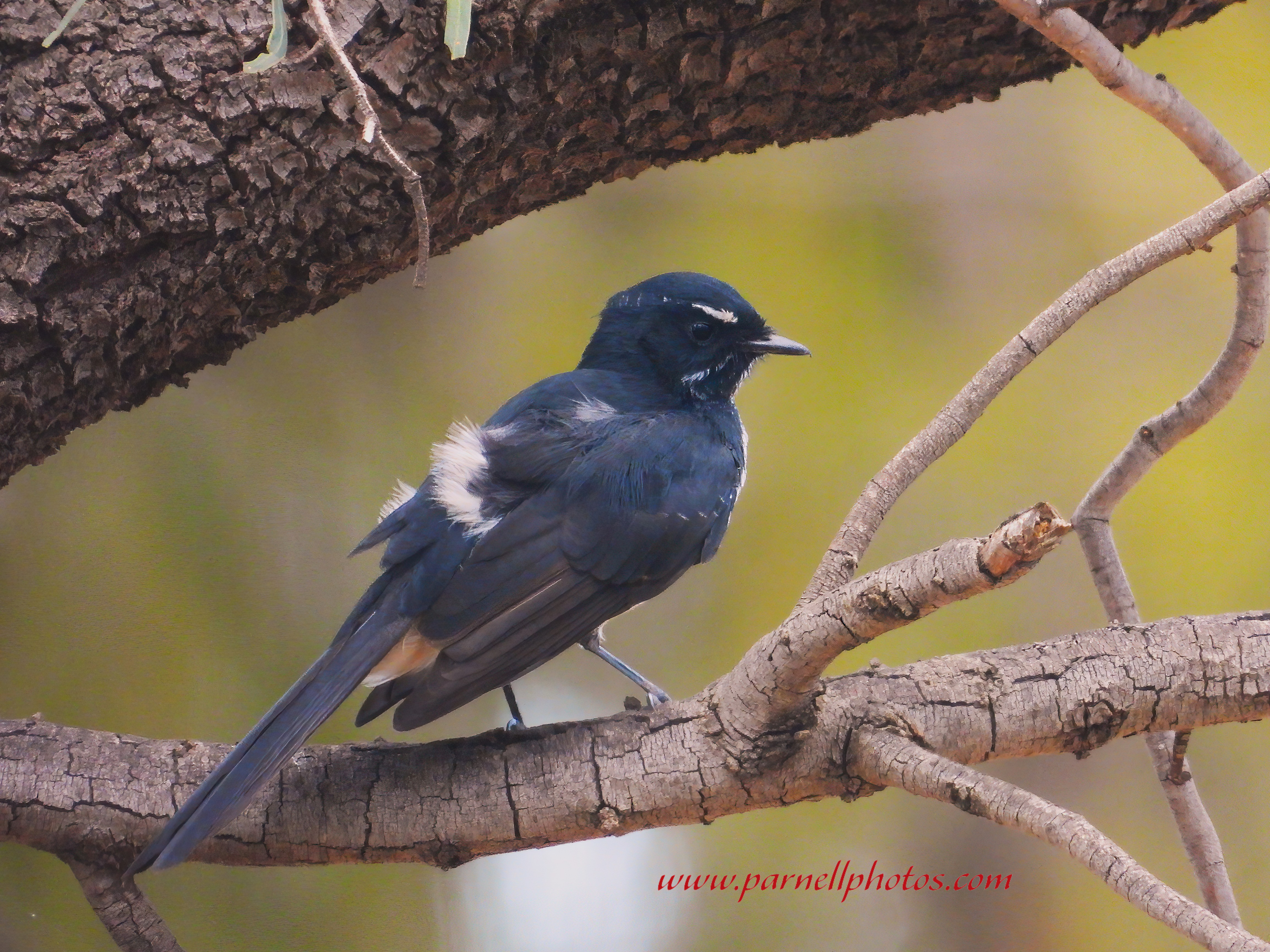 Willie Wagtail Afternoon Light