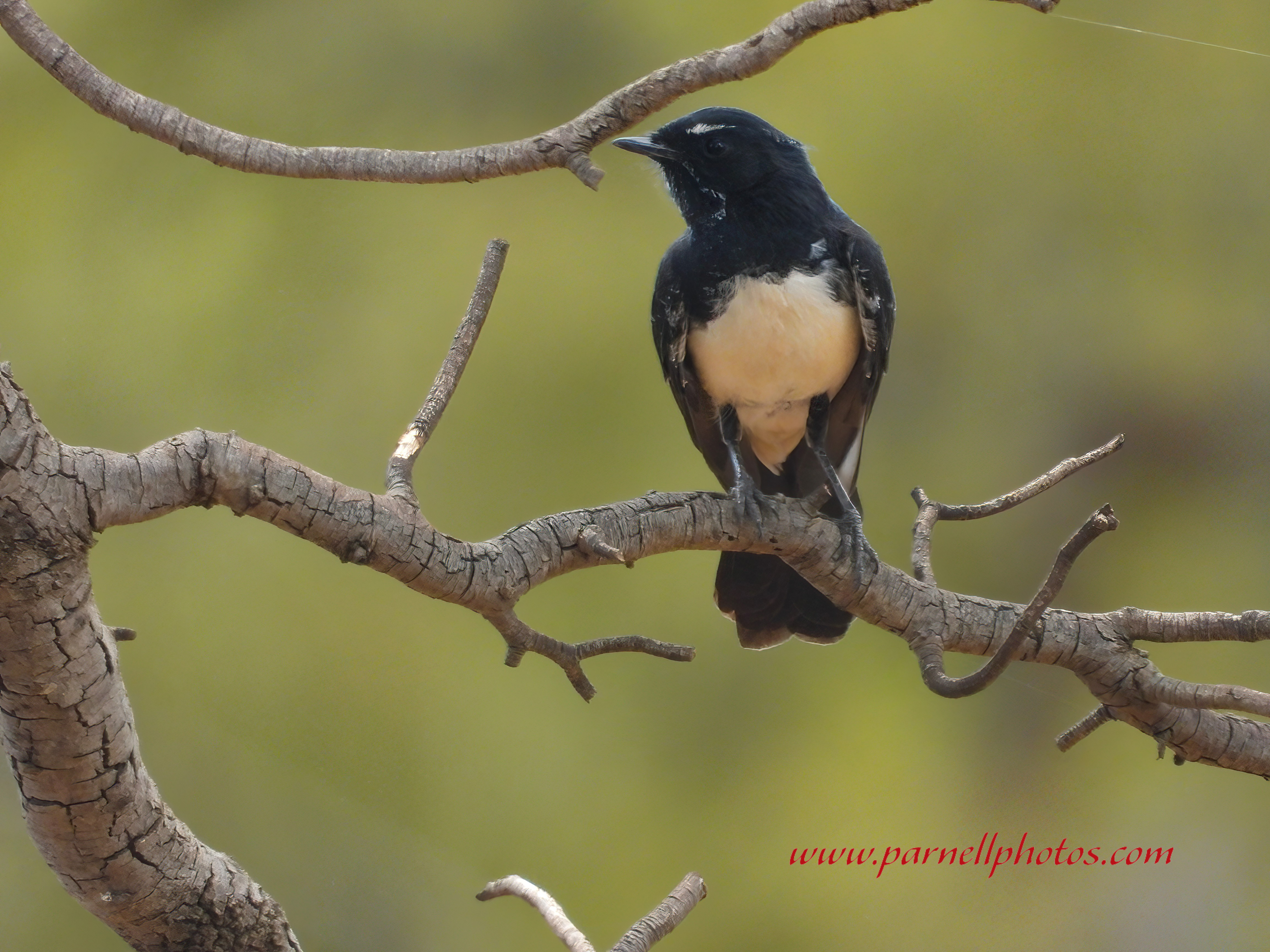 Willie Wagtail Outside Window