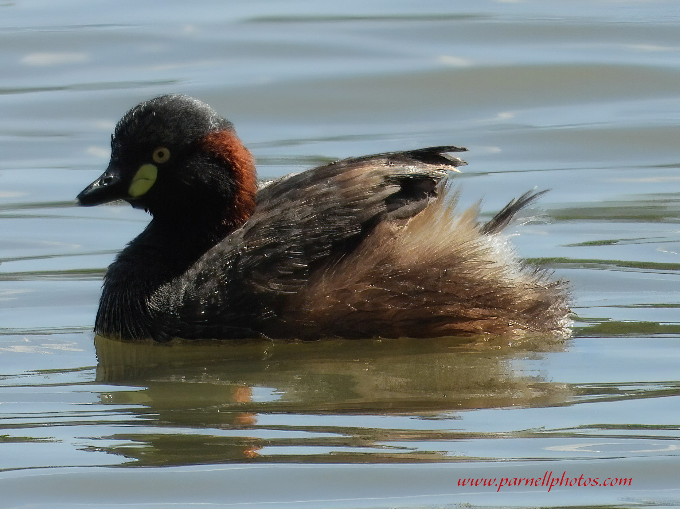 Australasian Grebe