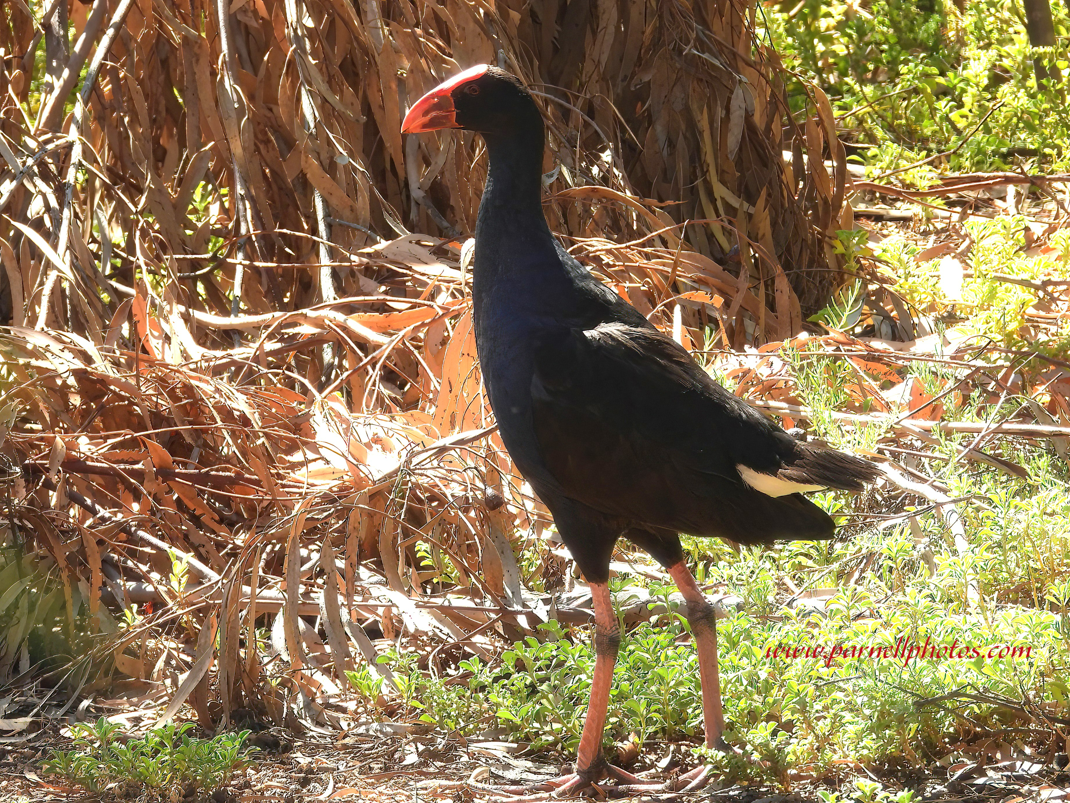 Australasian Swamphen