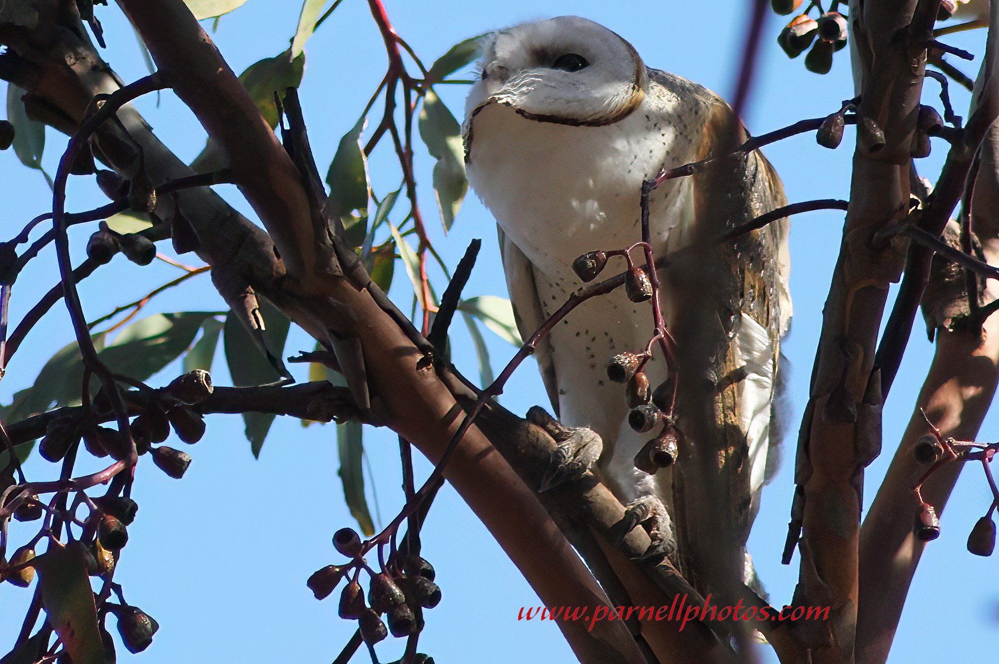 Australian Barn Owl