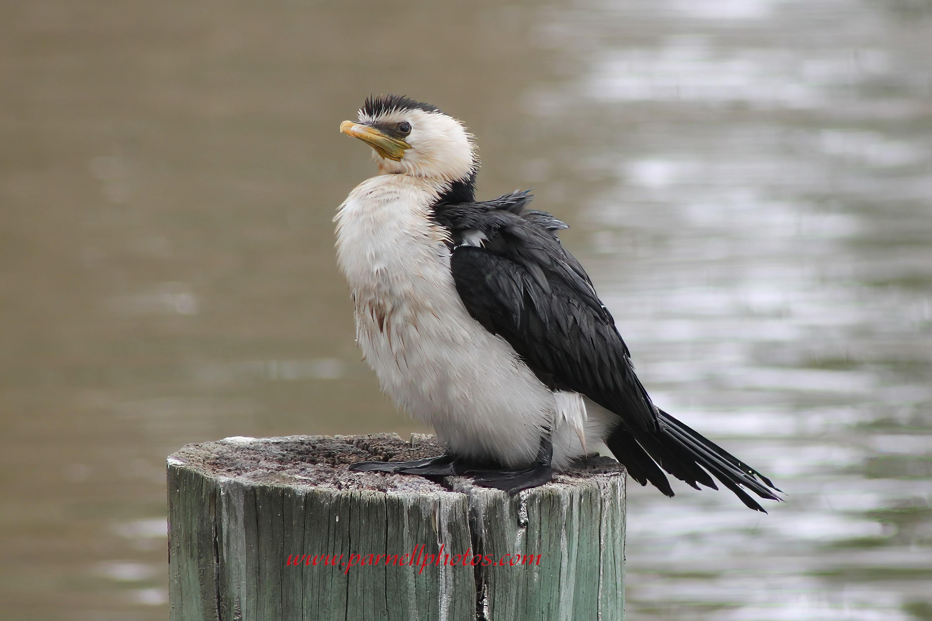 Australian Pied Cormorant 