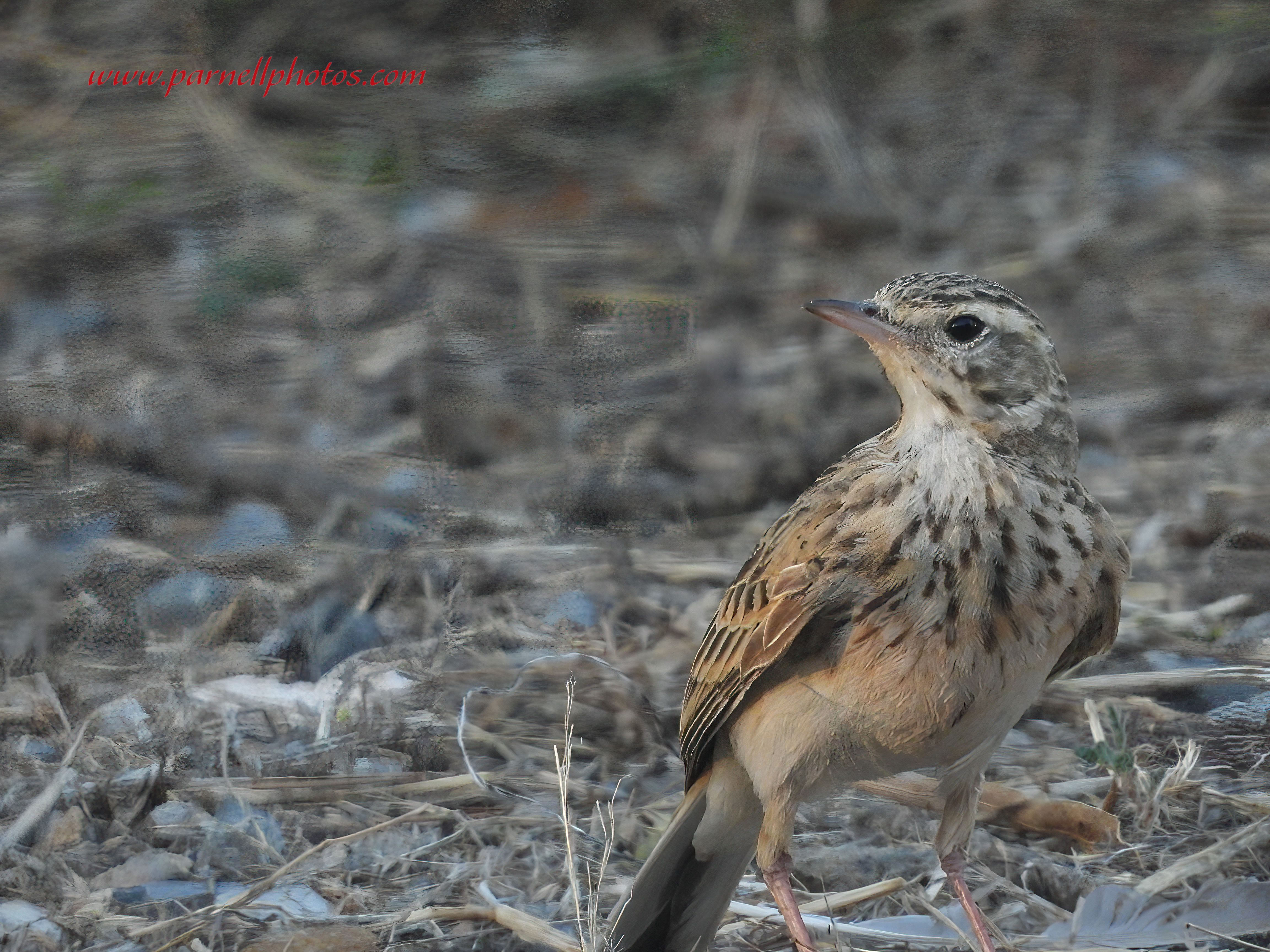 Australian Pipit on Ground