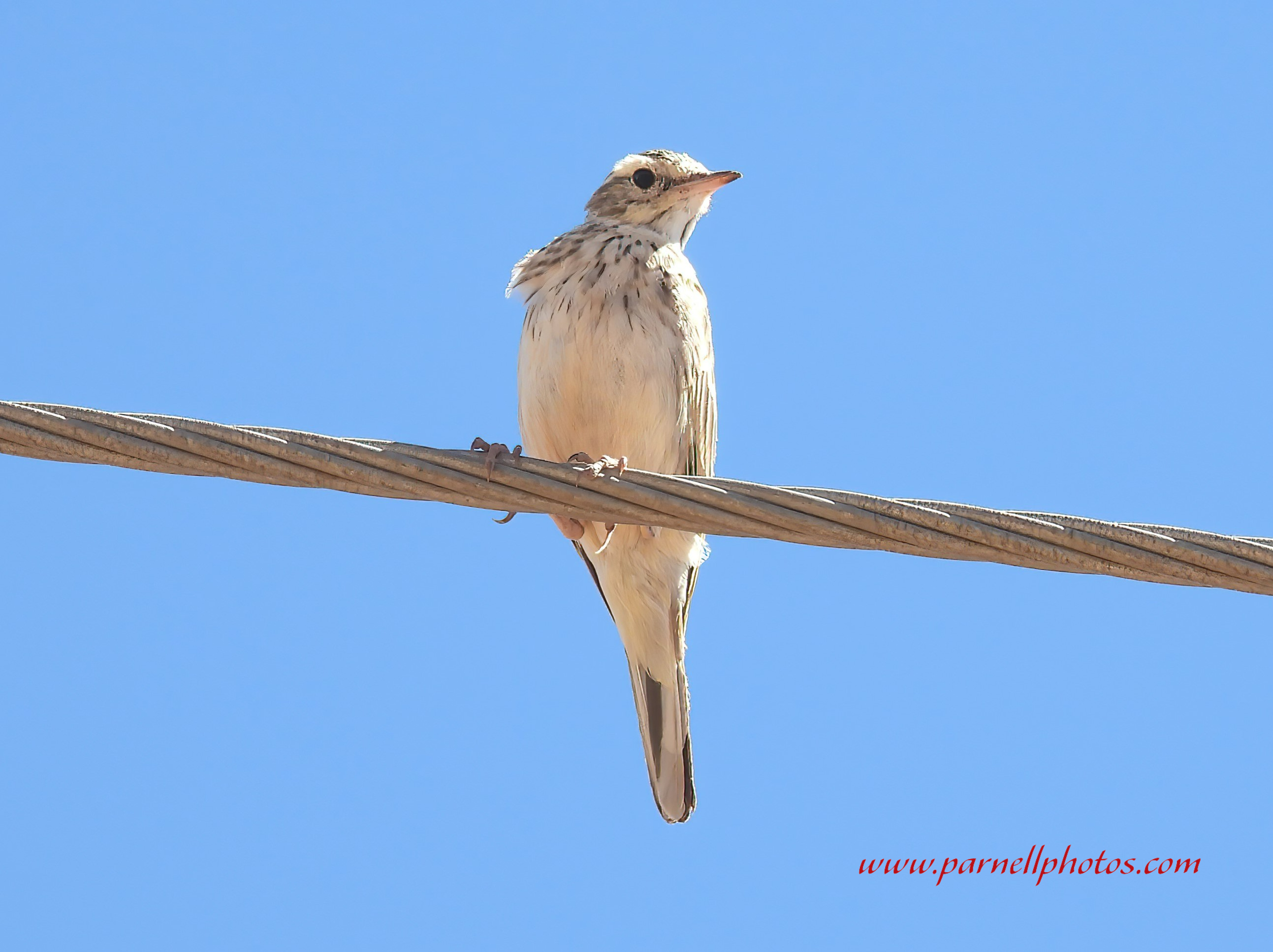 Australian Pipit on Wire