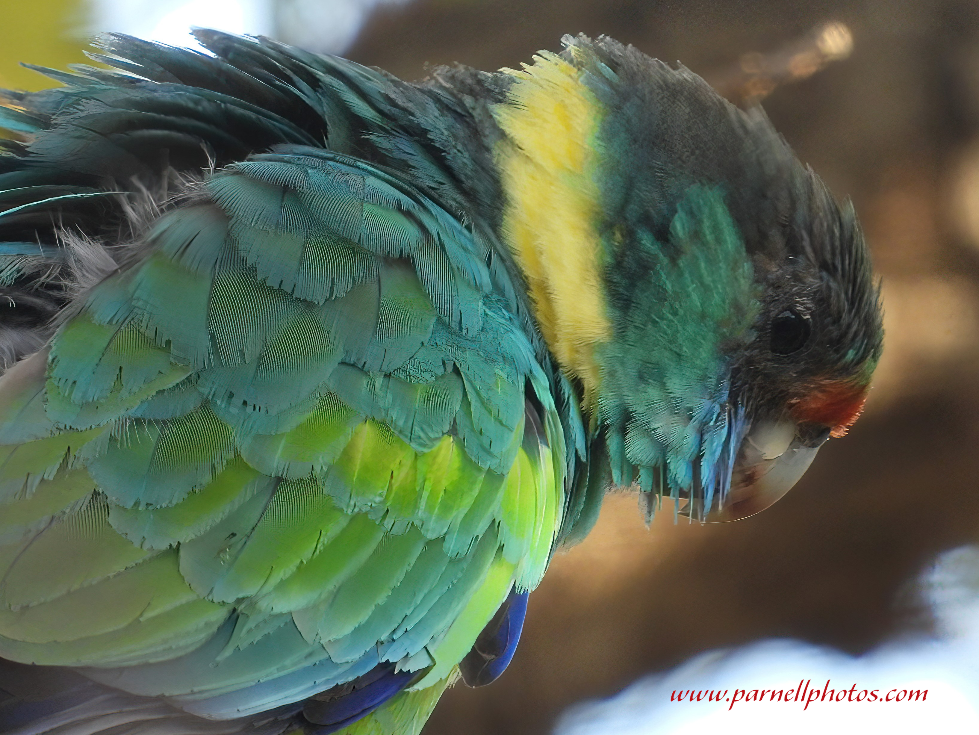 Mallee Ringneck Close-up