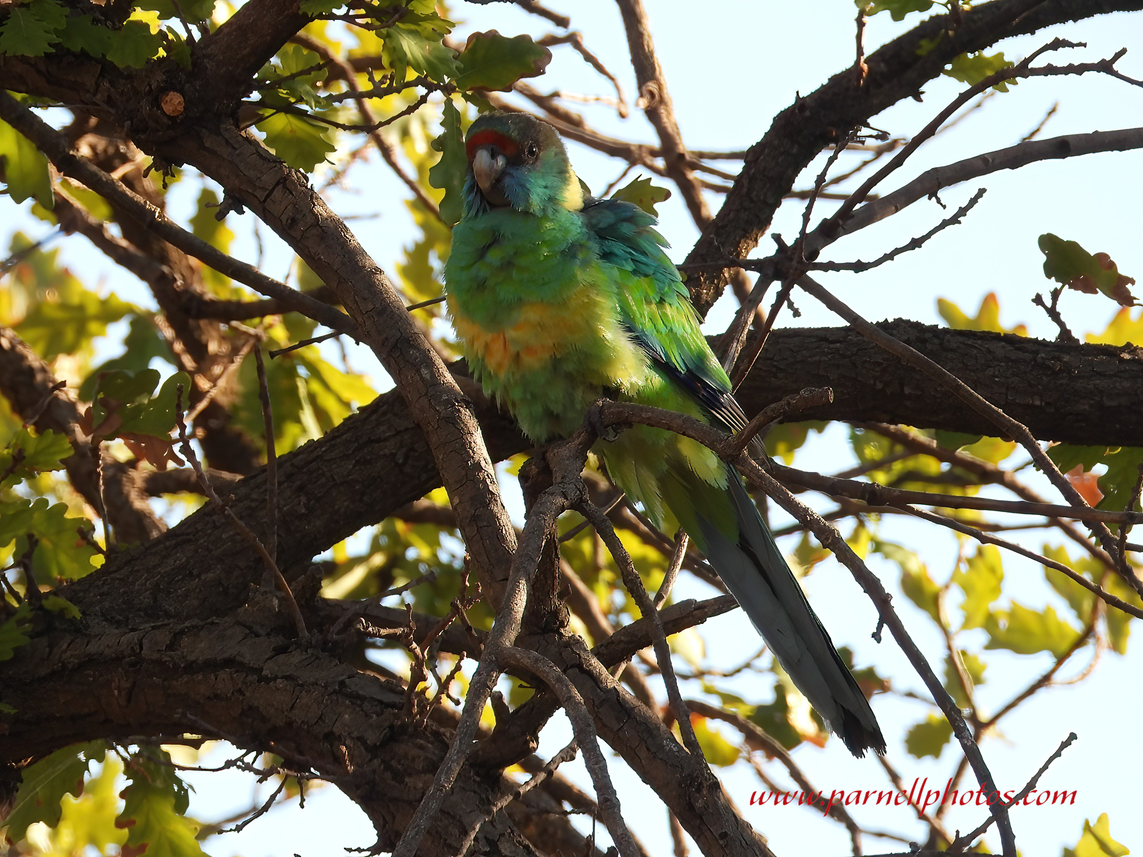 Mallee Ringneck in Garden