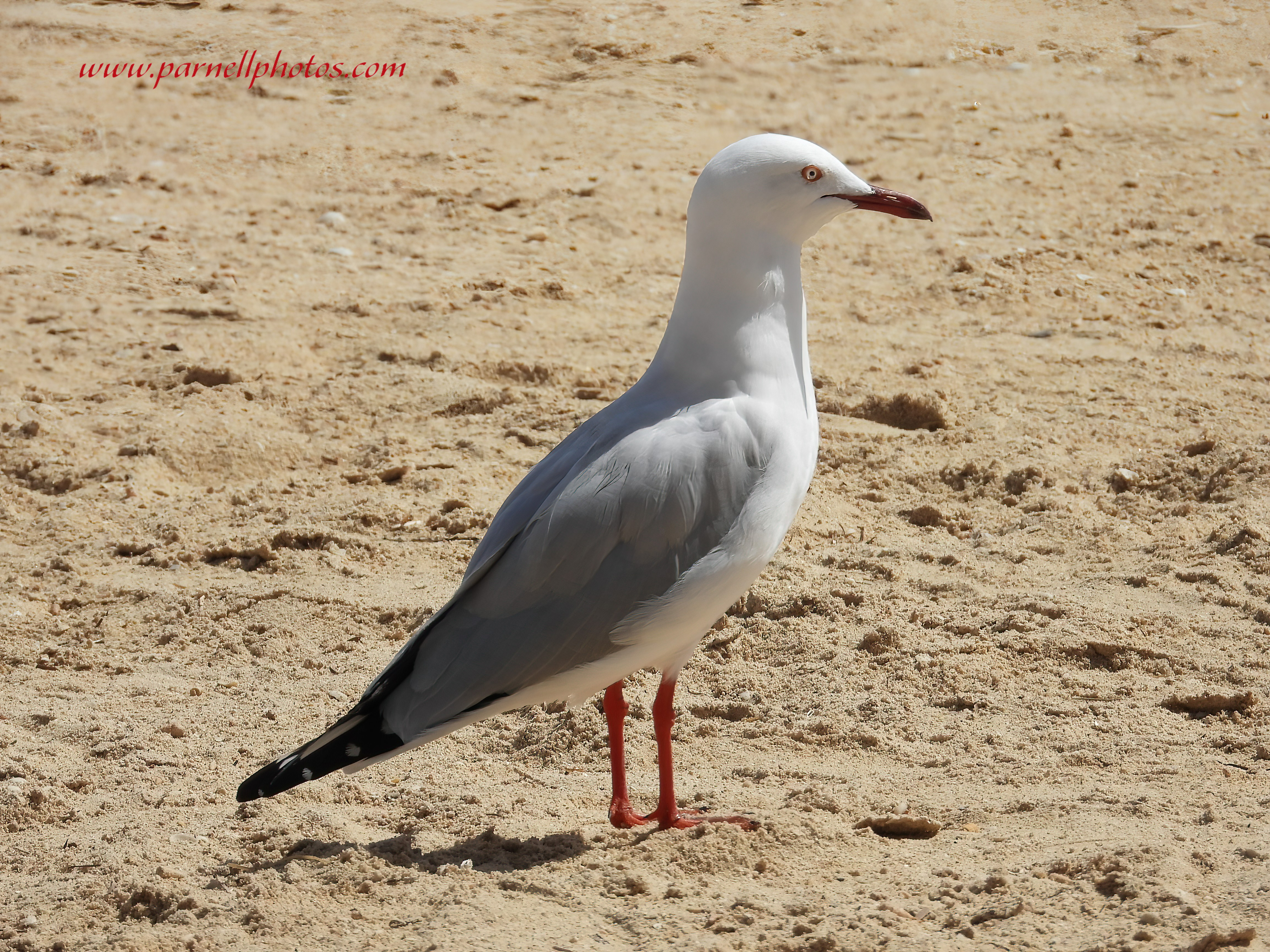 Australian Silver Gull