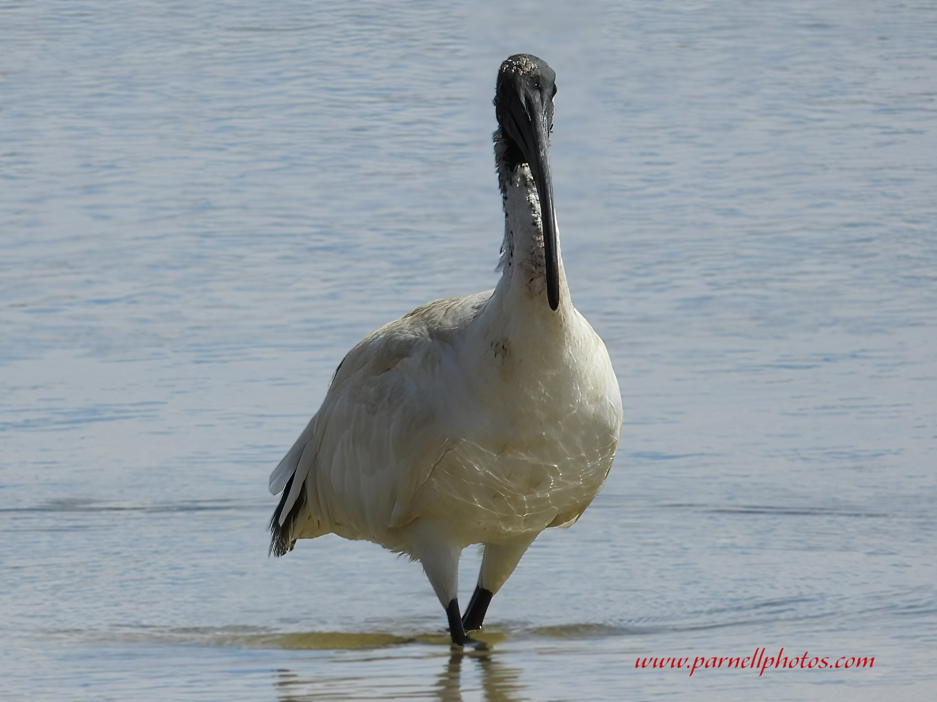 Australian White Ibis