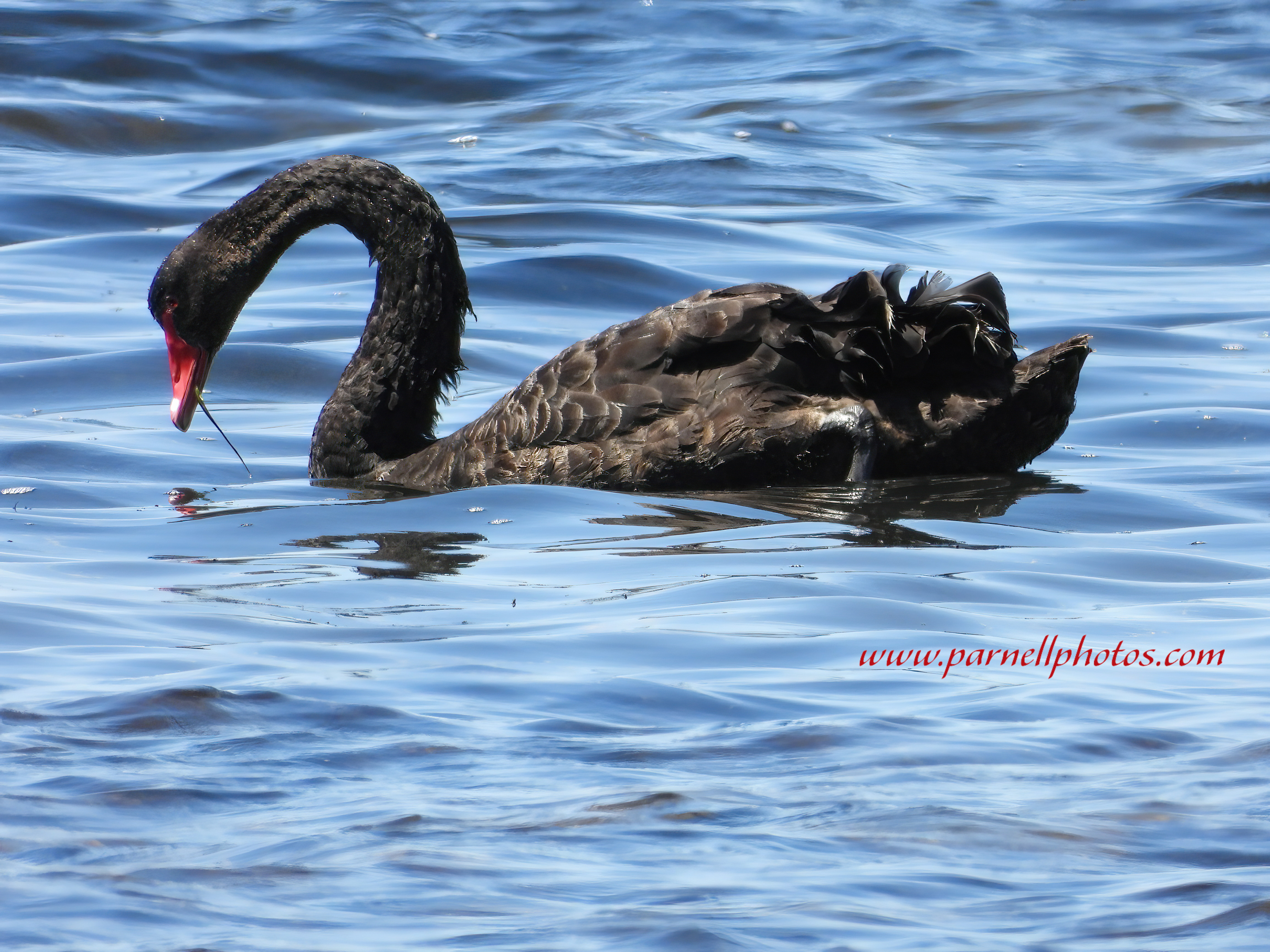 Black Swan Swimming