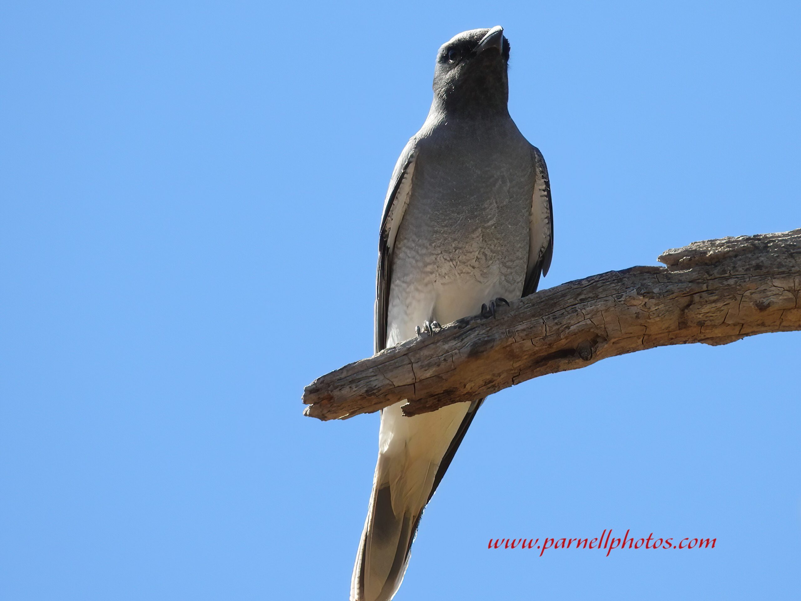 Black-faced Cuckooshrike