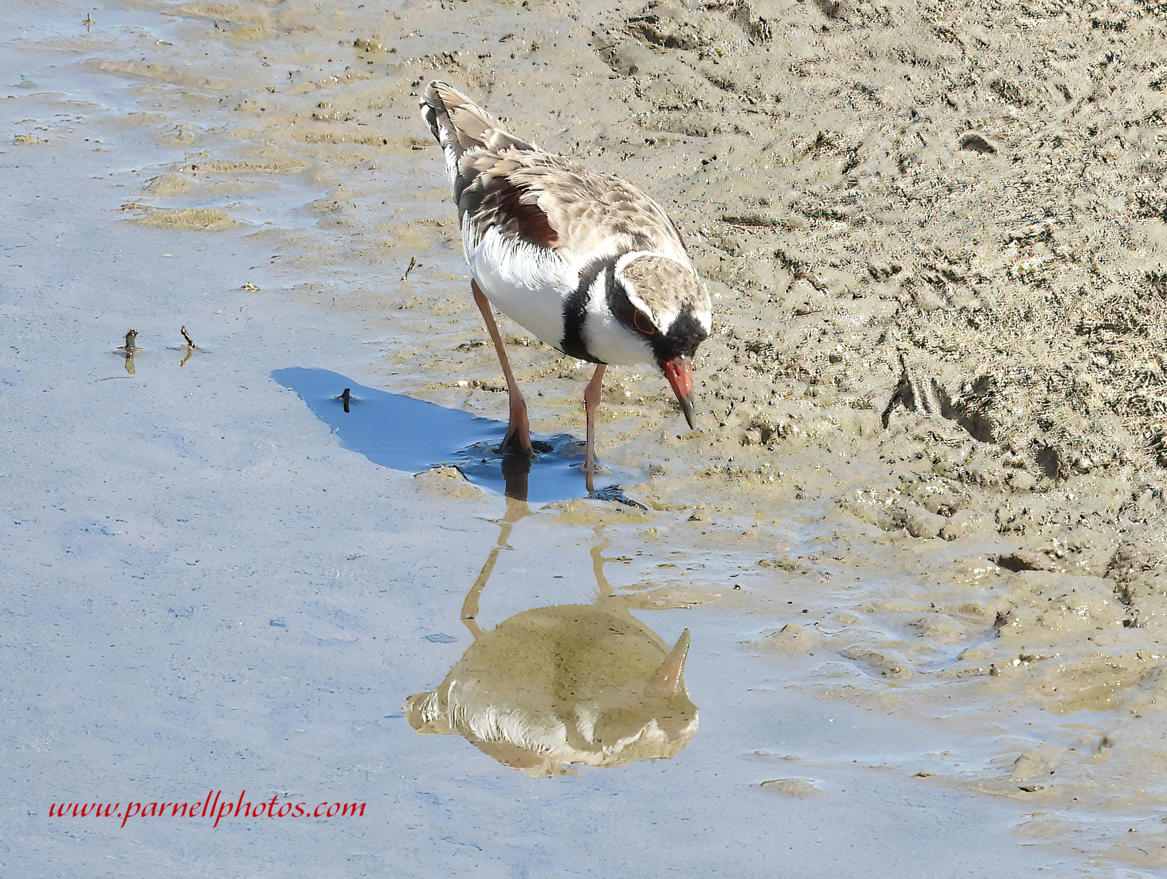 Black-fronted Dotterel Reflection