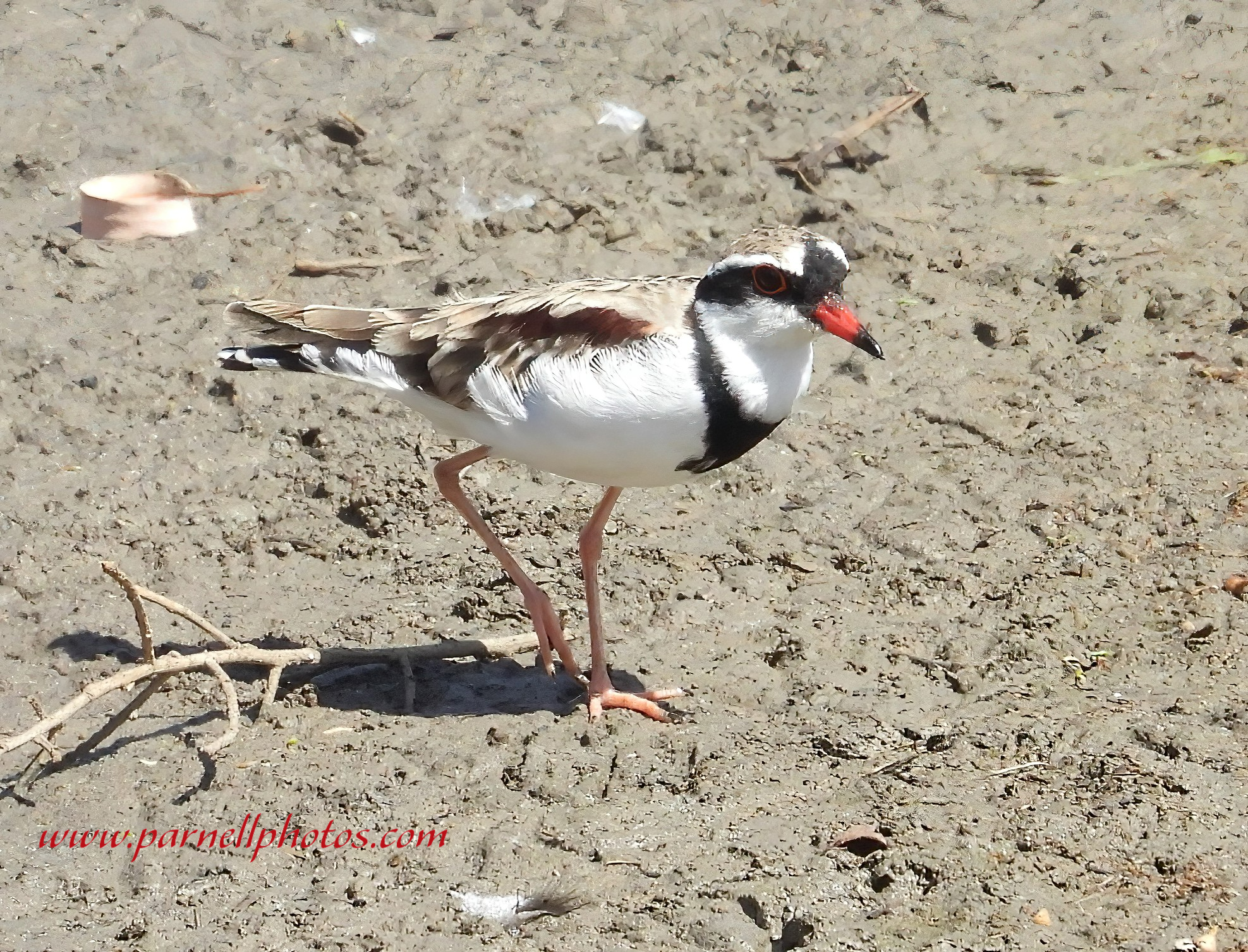 Black-fronted Dotterel 