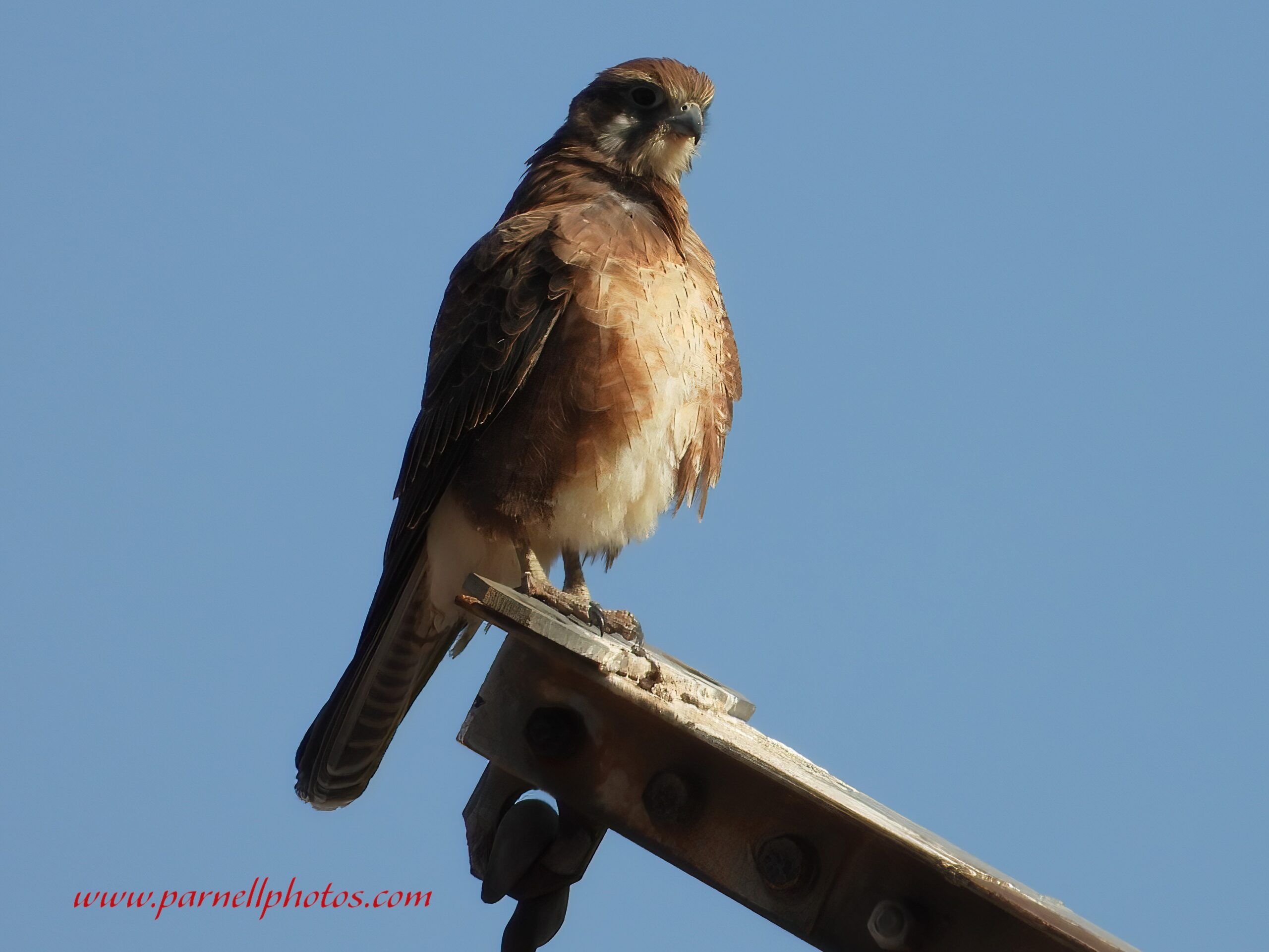 Brown Falcon