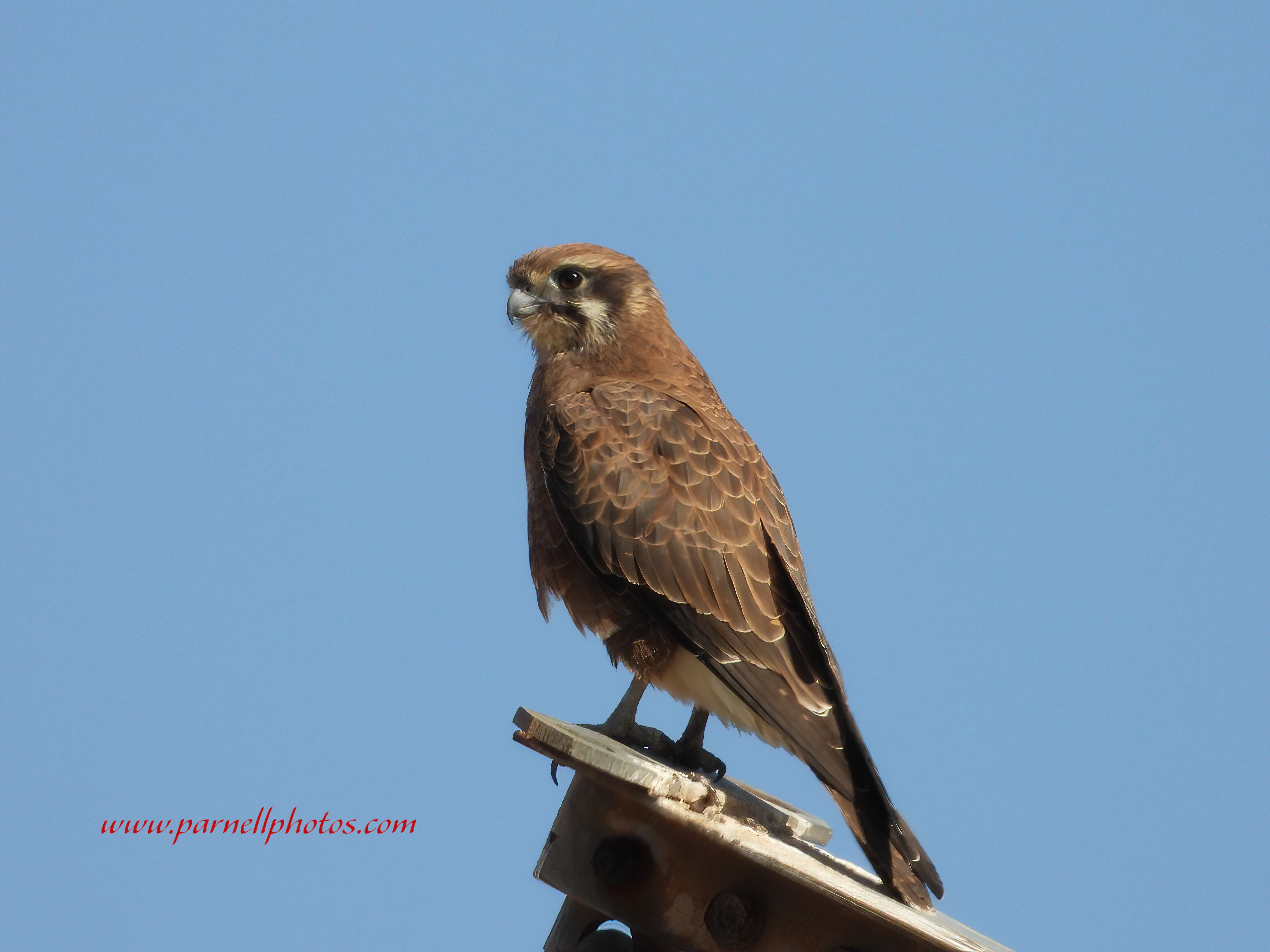 Brown Falcon Up High