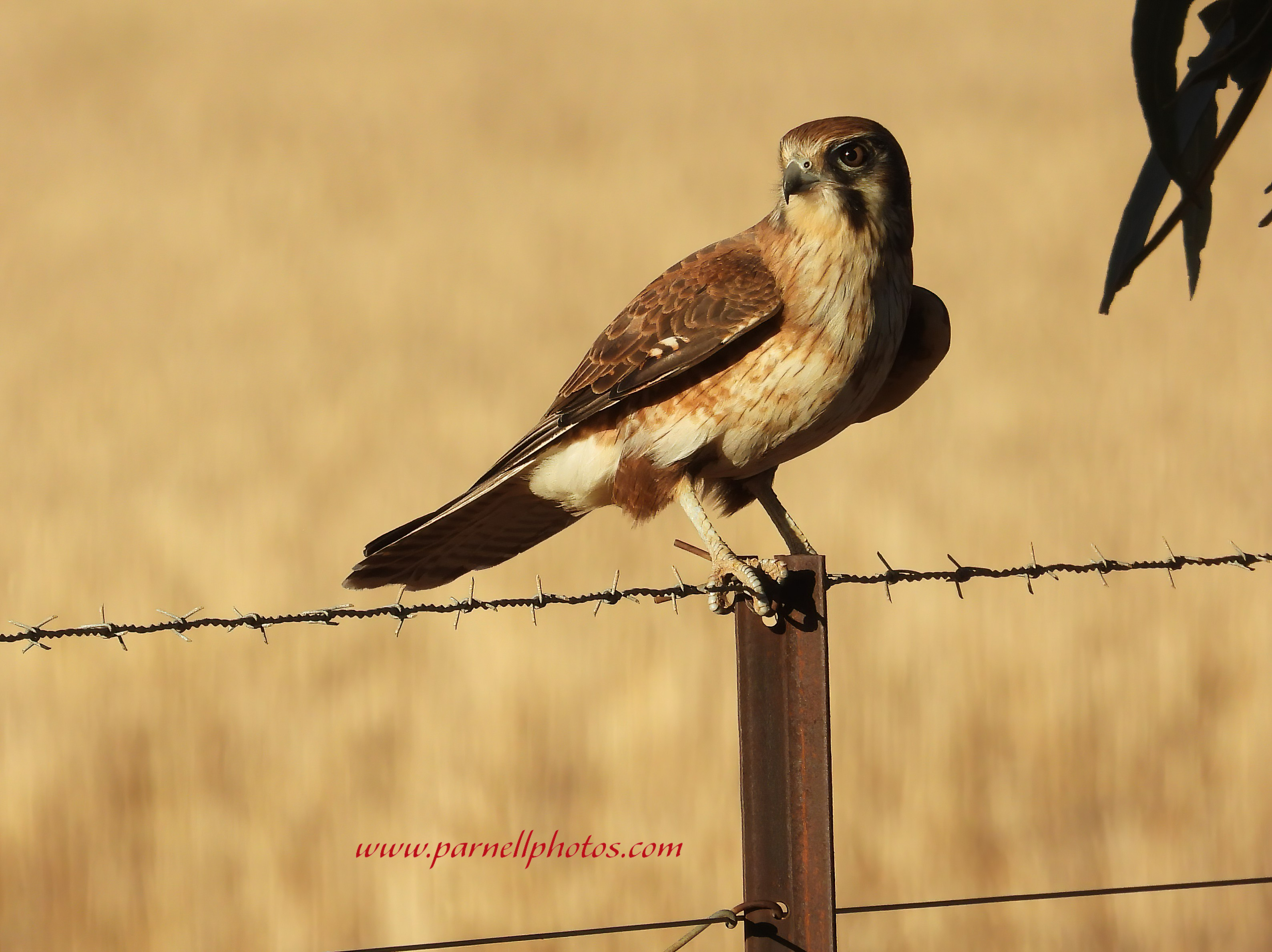 Brown Falcon on Fence