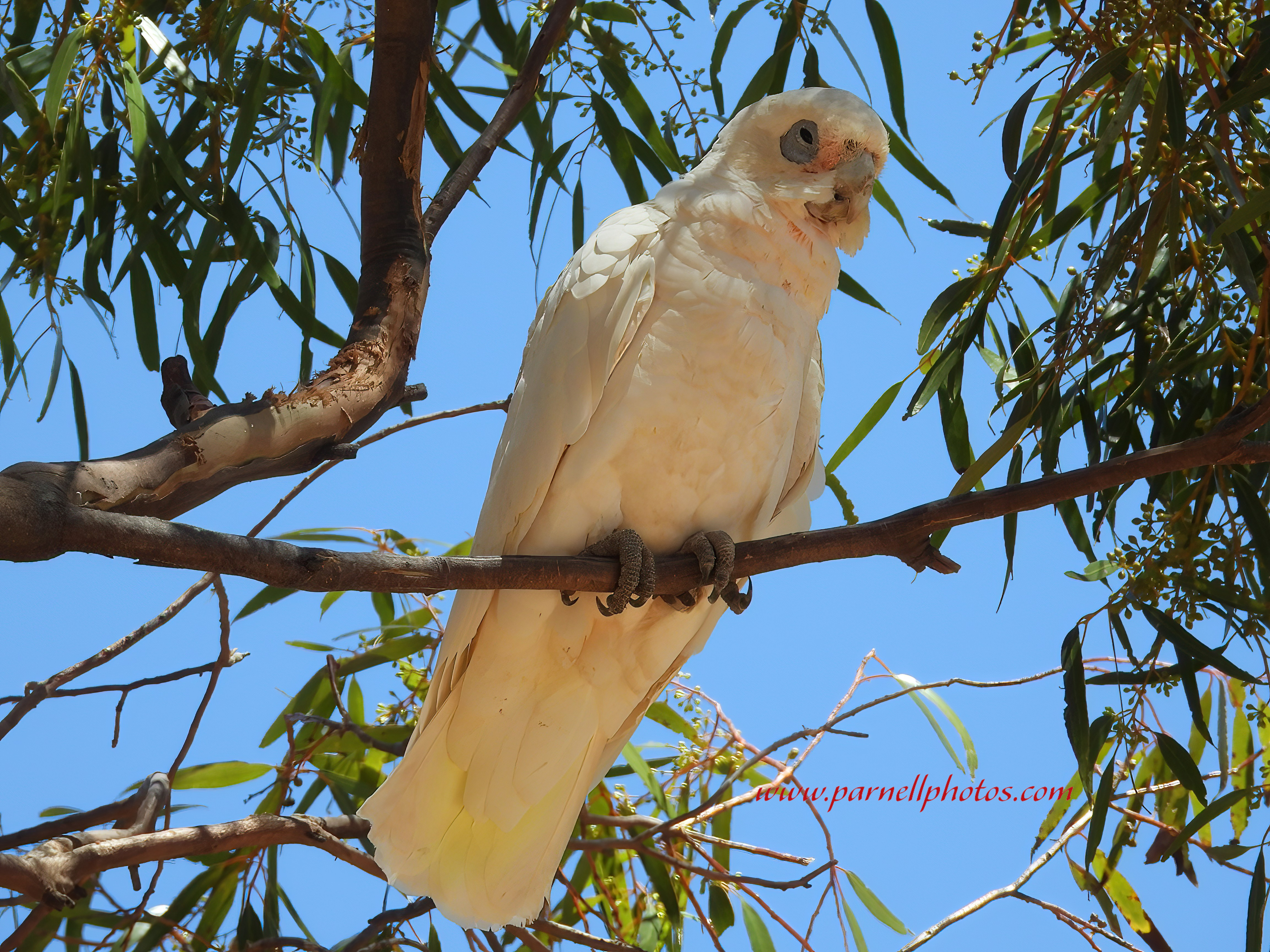 Corella