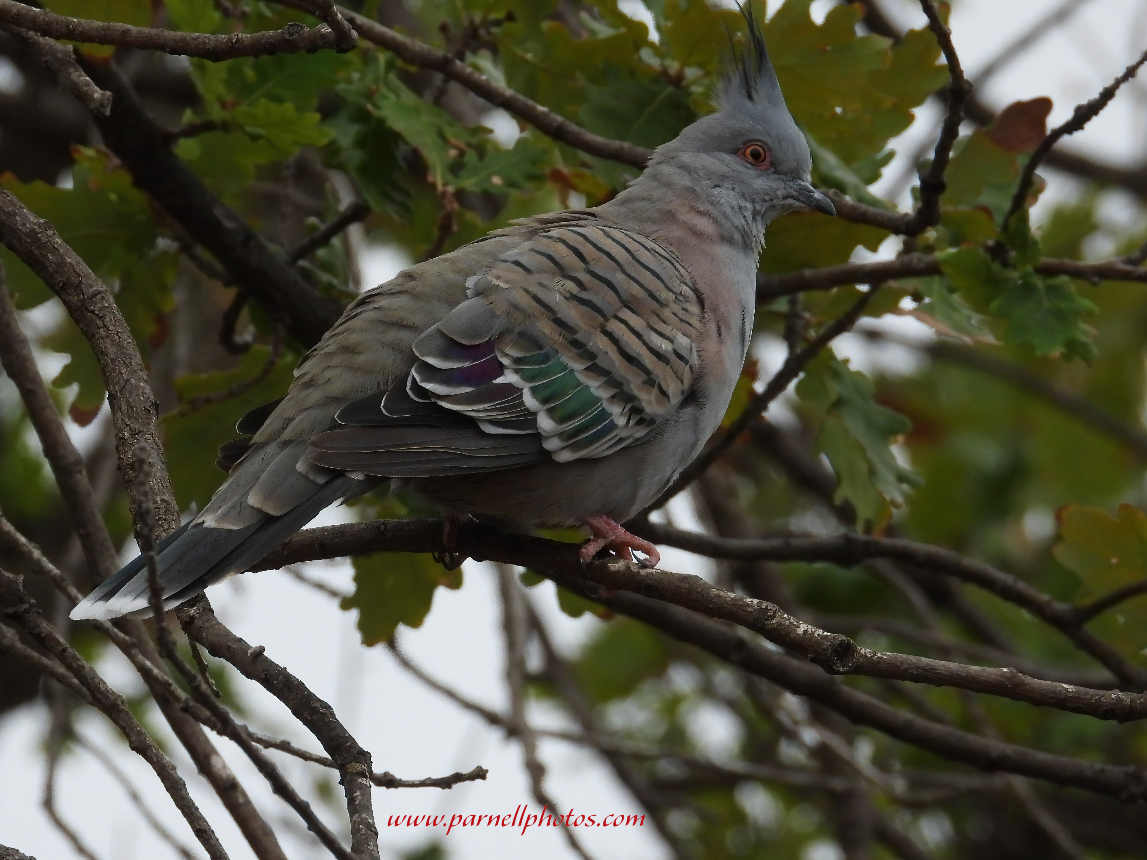 Crested Pigeon Grey Day