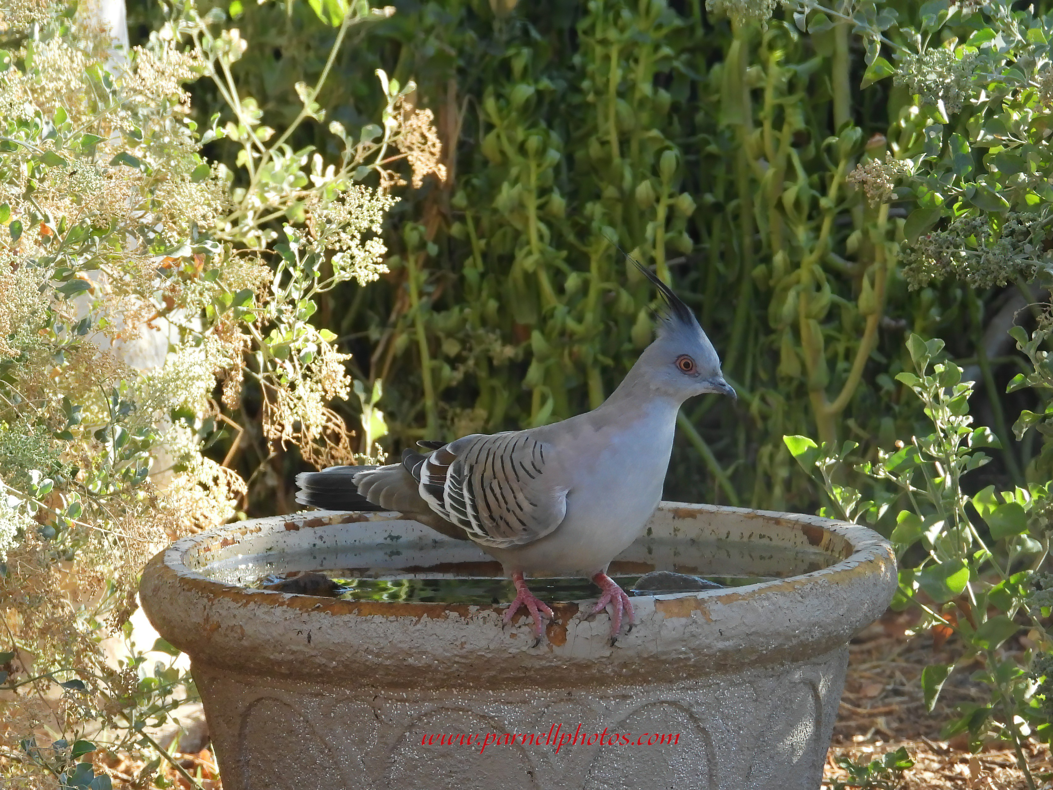 Crested Pigeon Needs Water