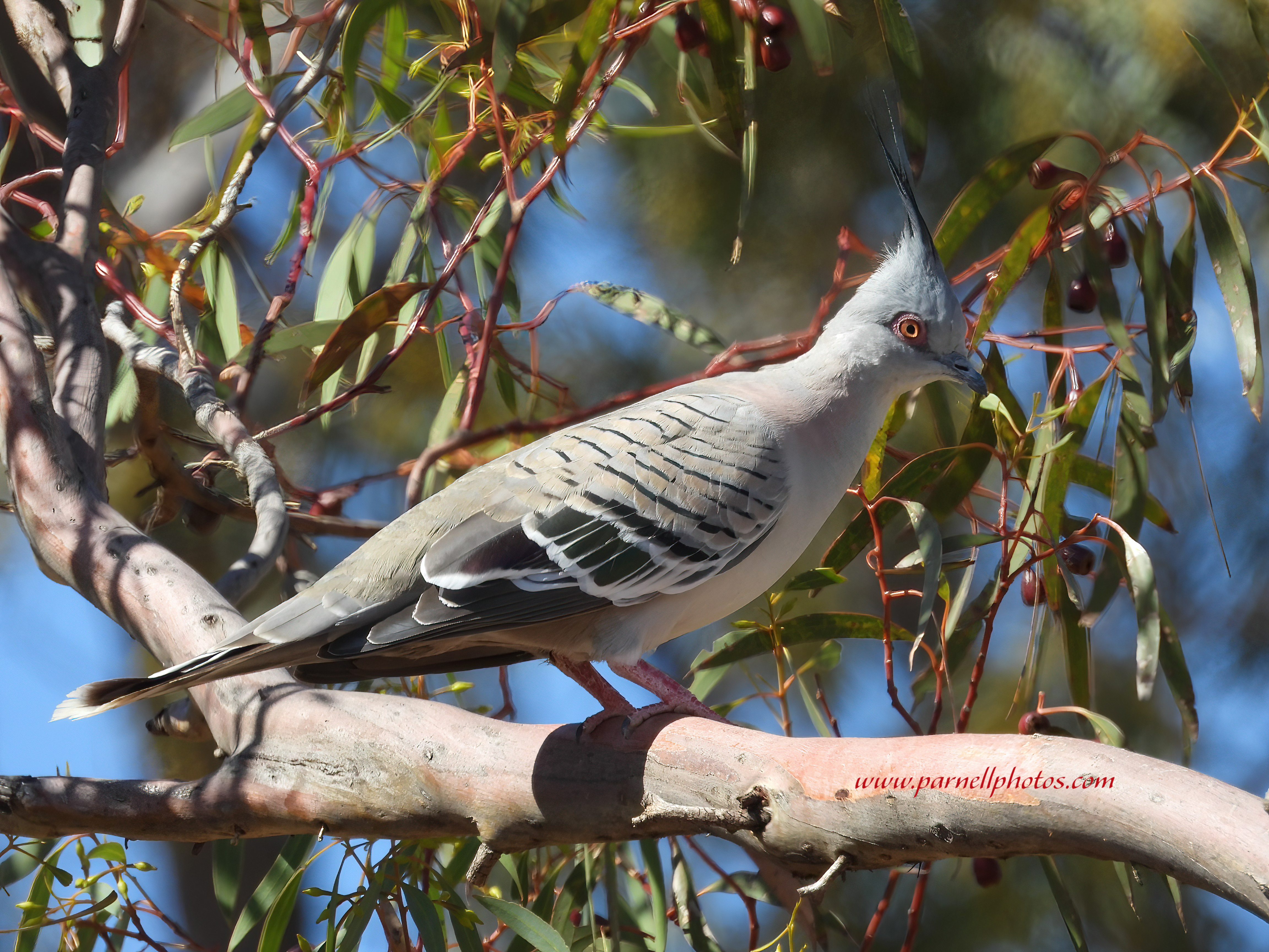 Crested Pigeon in Tree