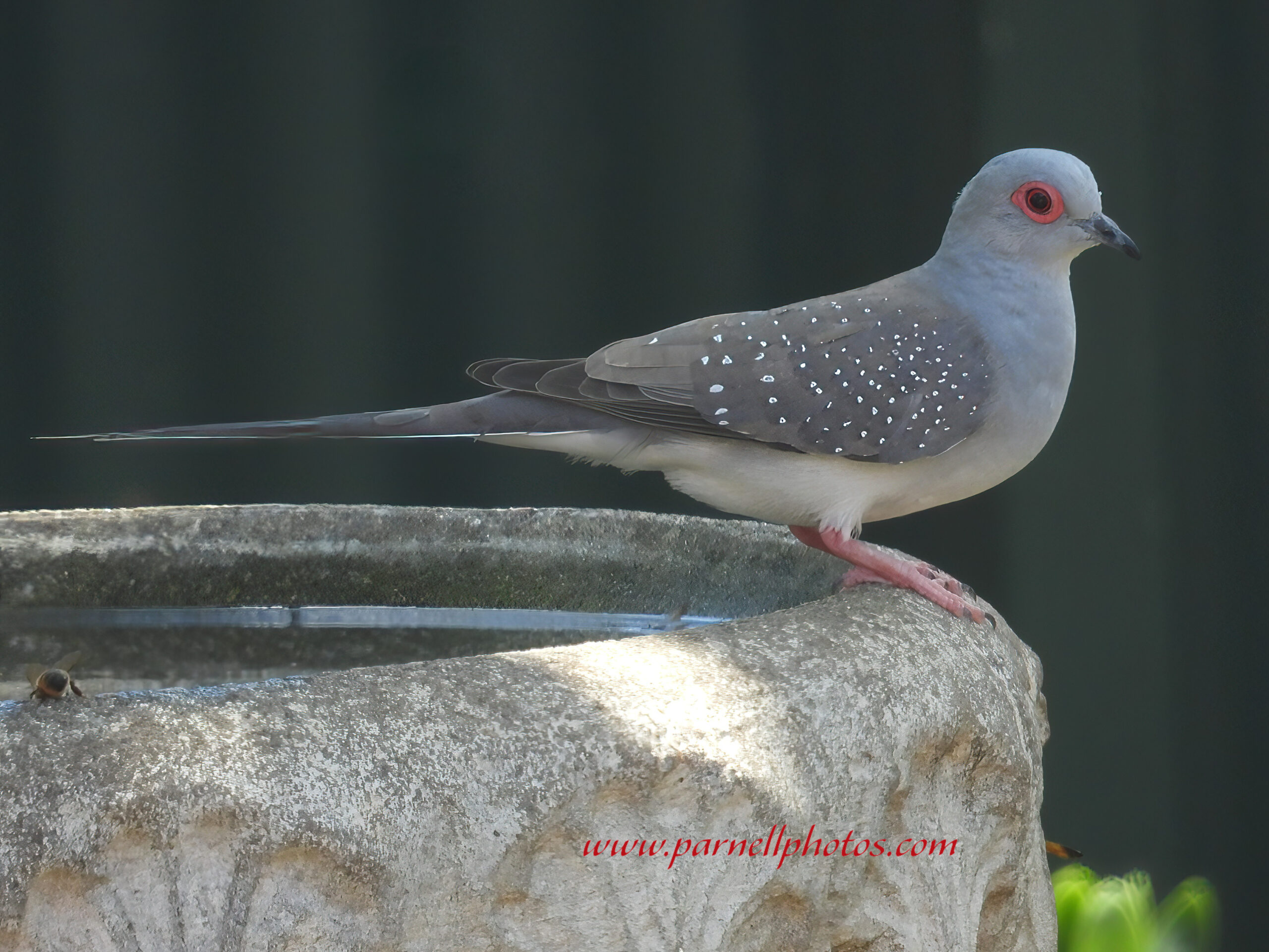 Diamond Dove