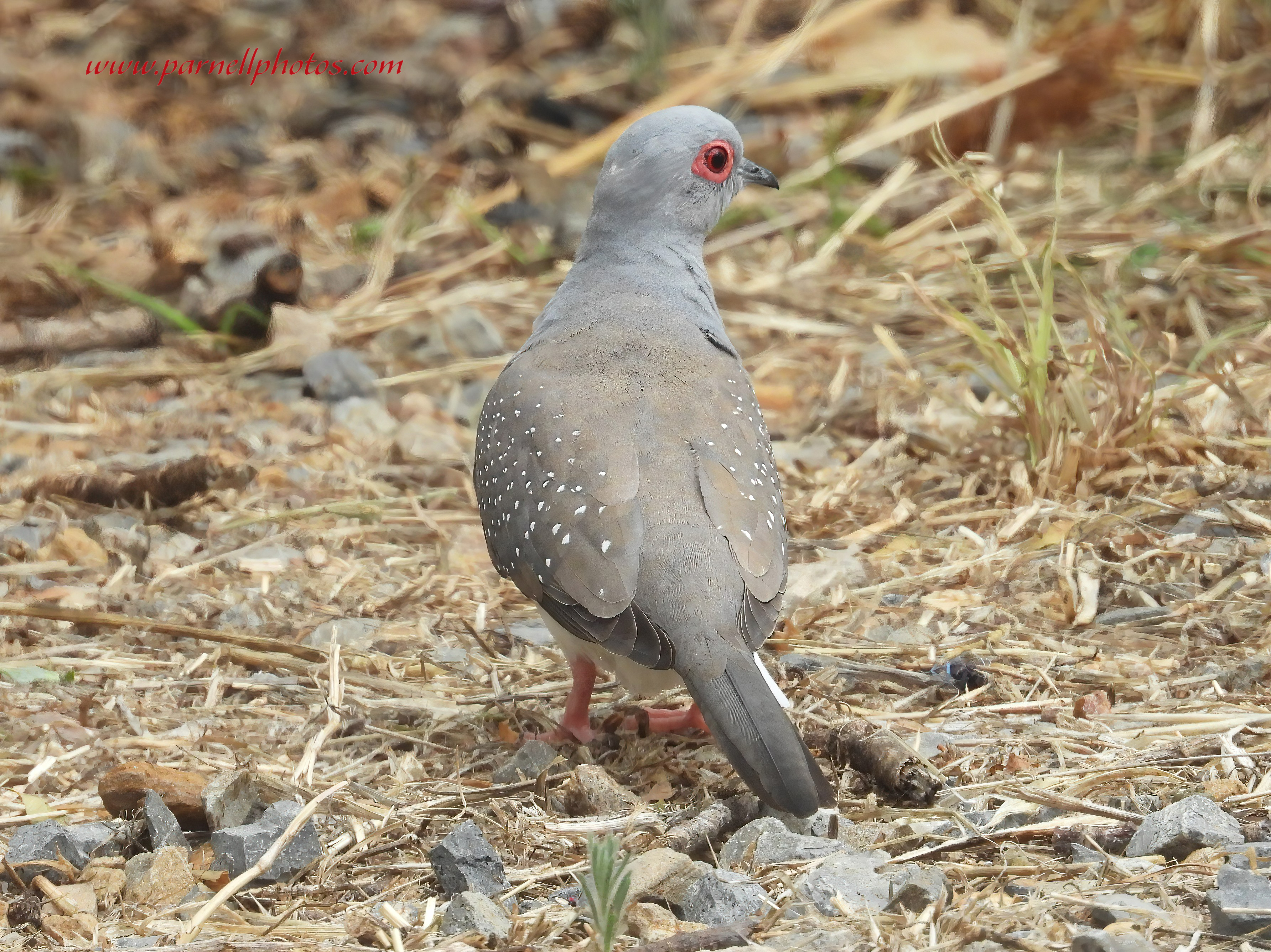 Diamond Dove on Ground