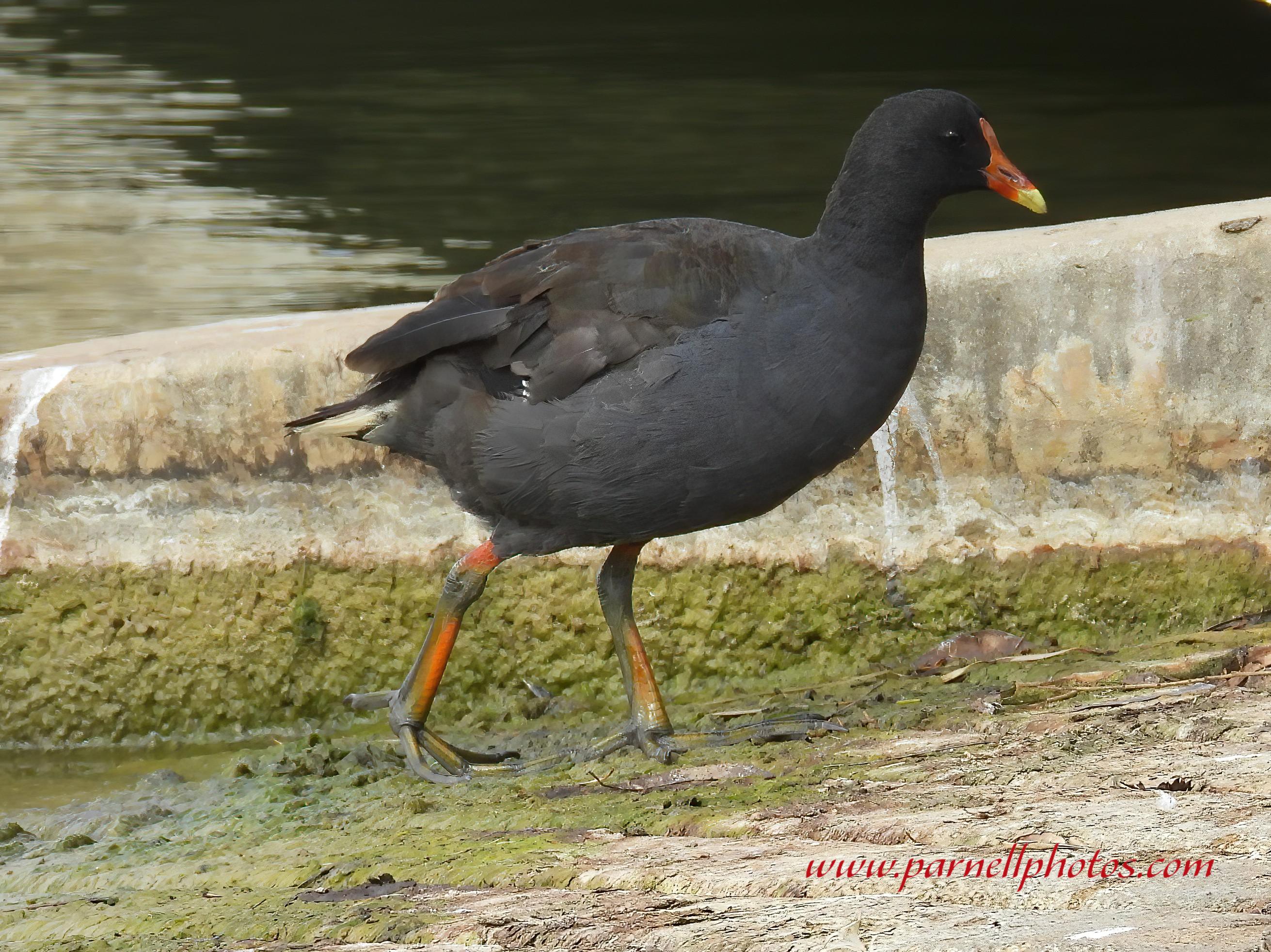 Dusky Moorhen