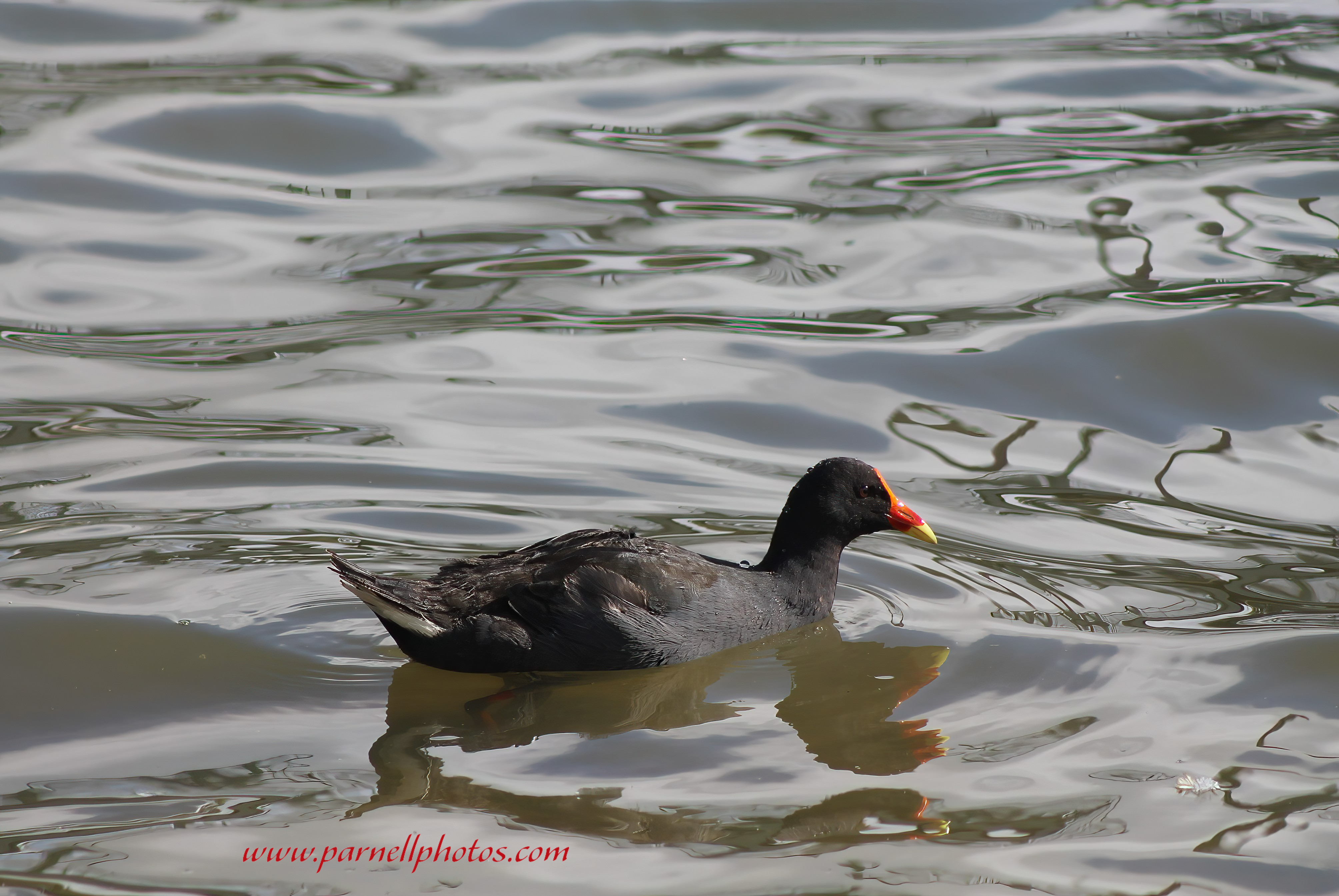 Dusky Moorhen Swimming