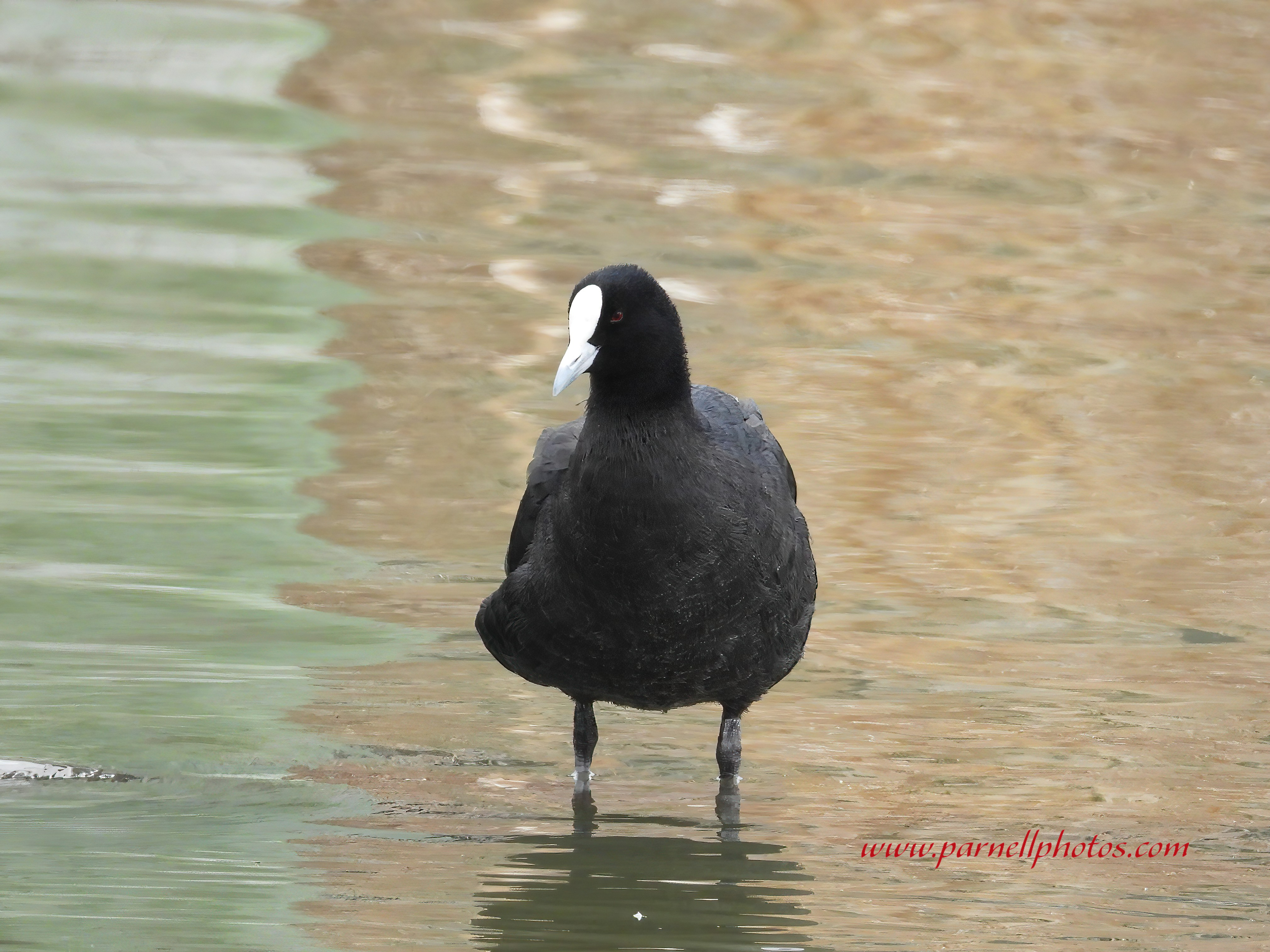 Eurasian Coot Standing