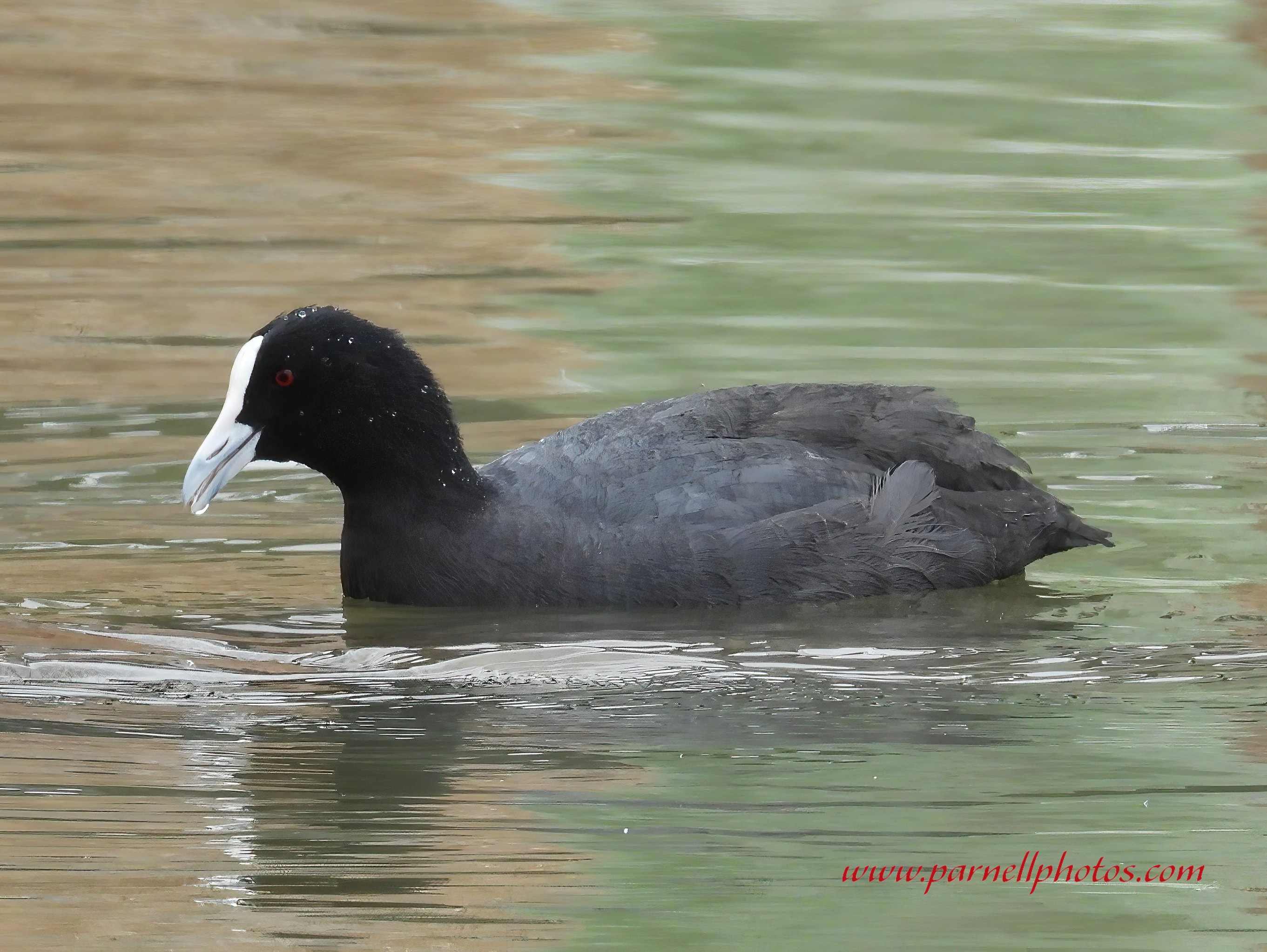 Eurasian coot