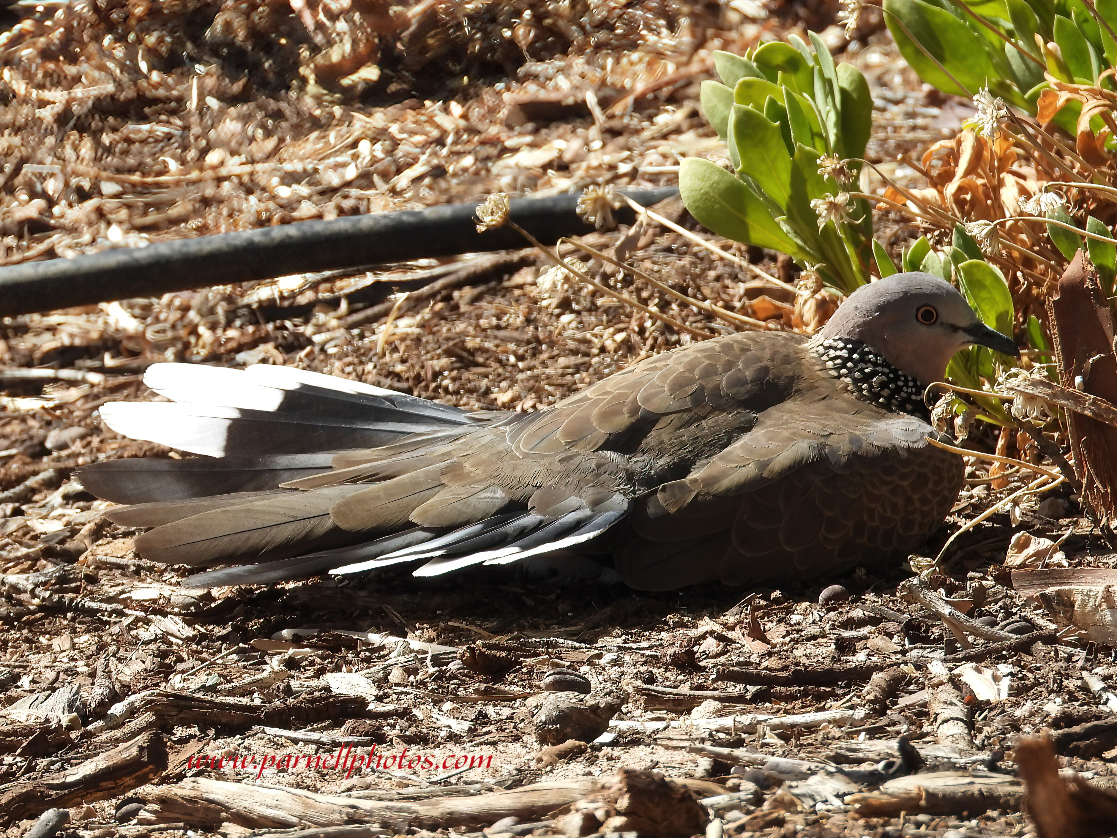 Flat Out Spotted Dove