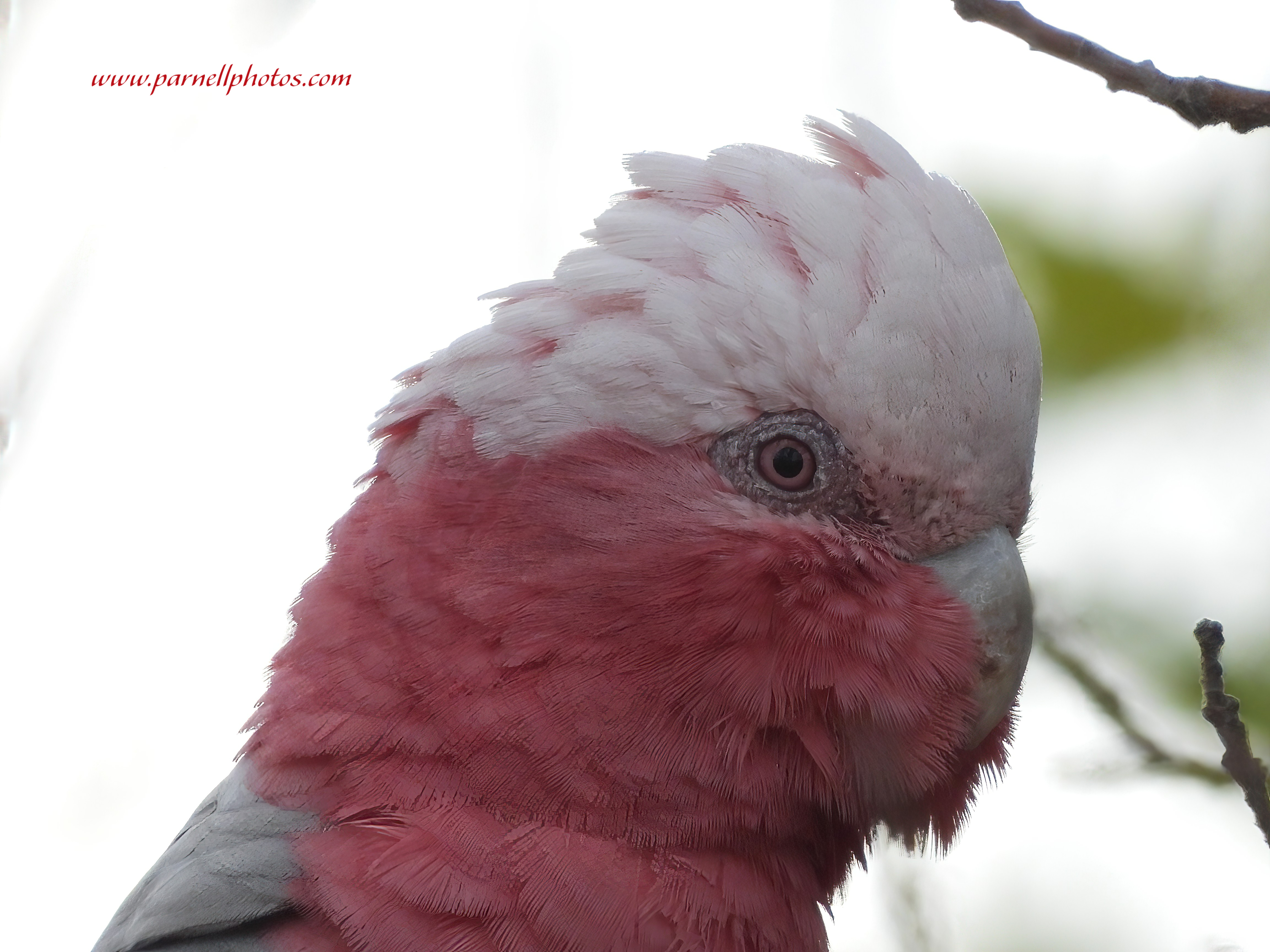 Galah Close-up