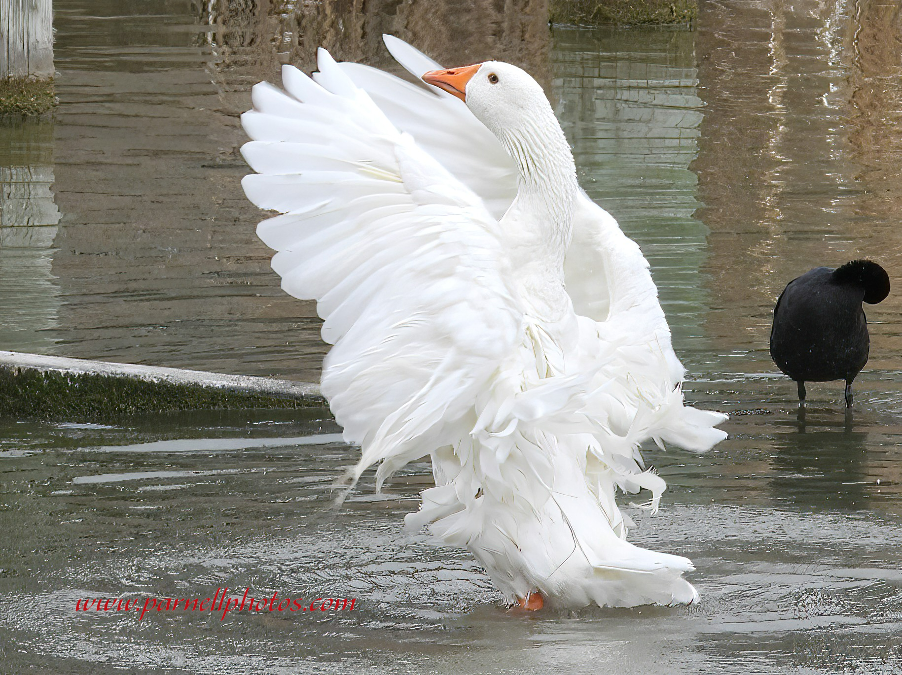 Goose Flapping Wings