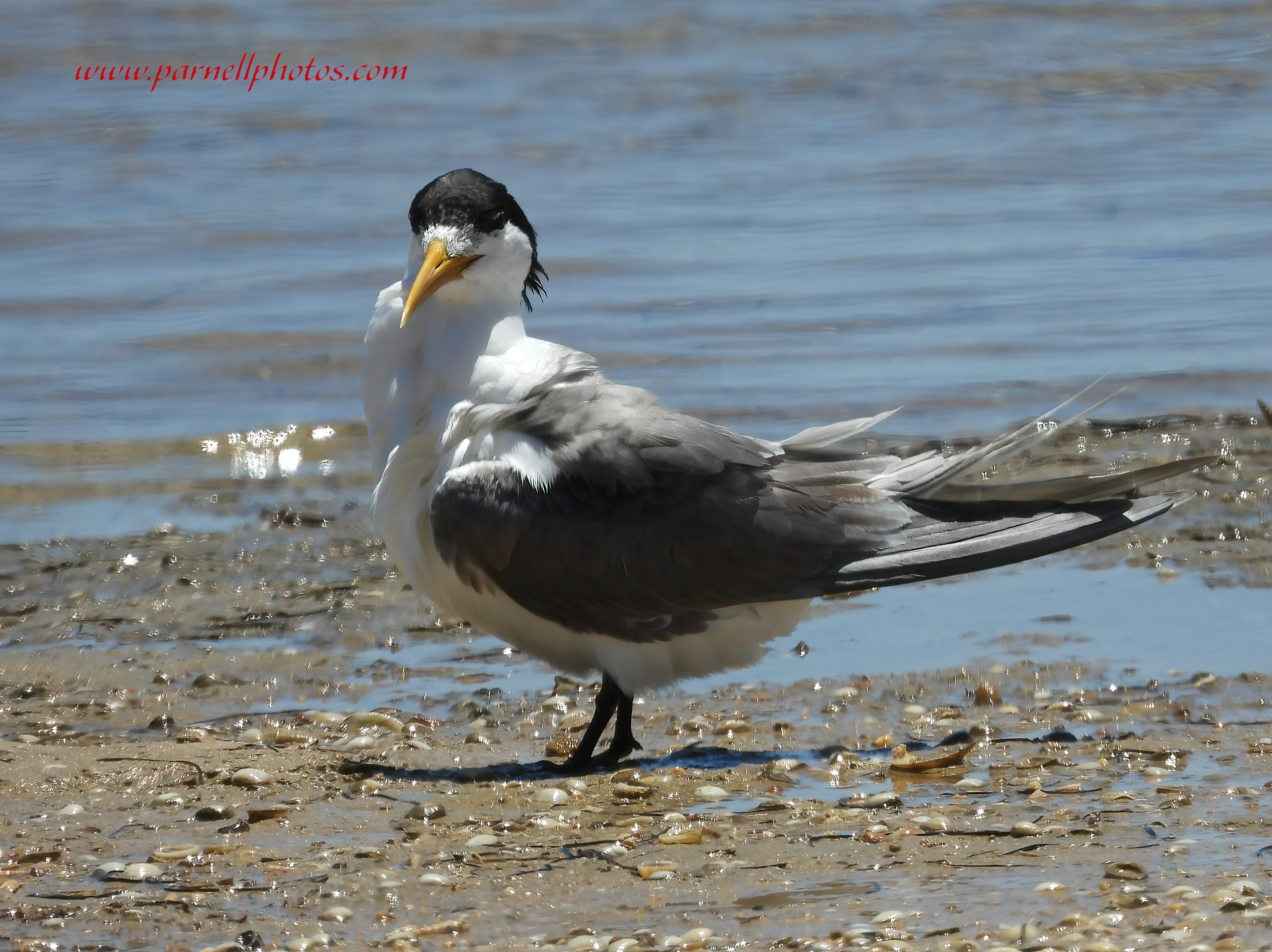 Greater Crested Tern