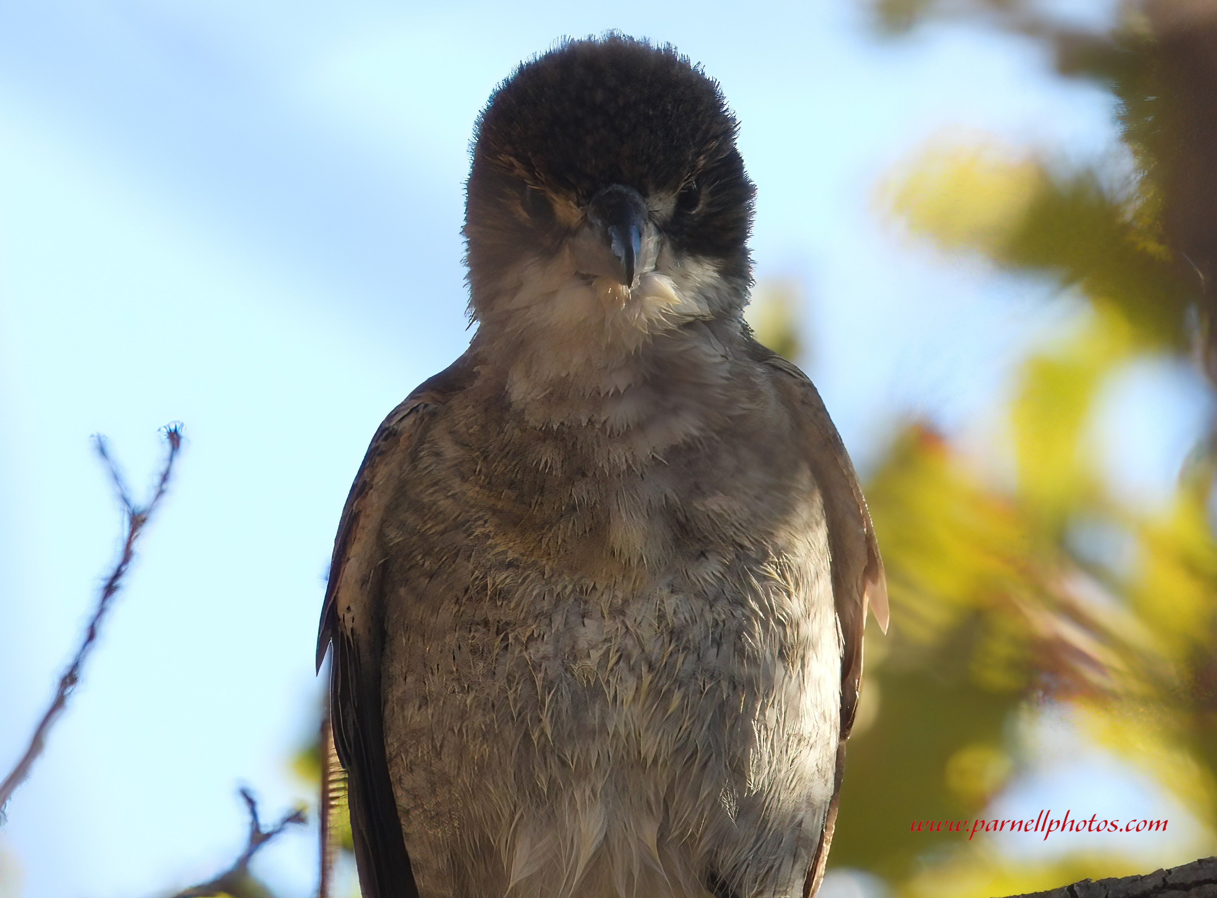 Grey Butcherbird After Bath