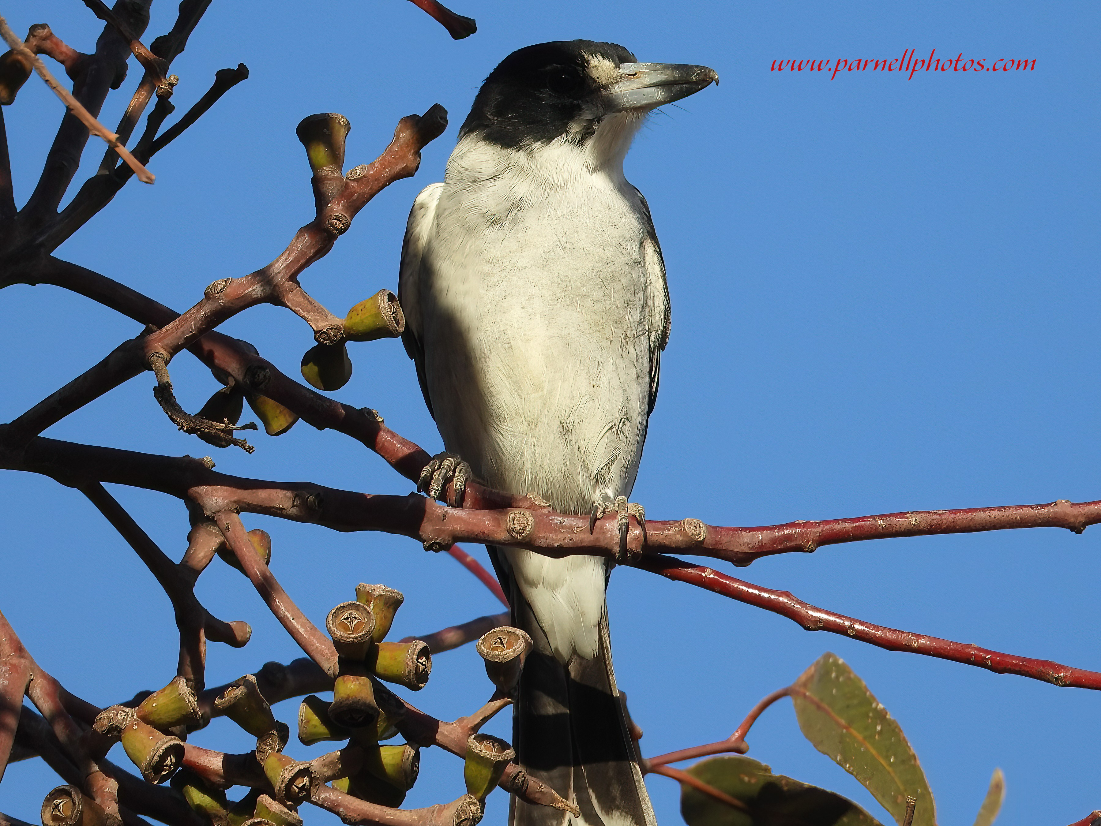 Grey Butcherbird Along Driveway