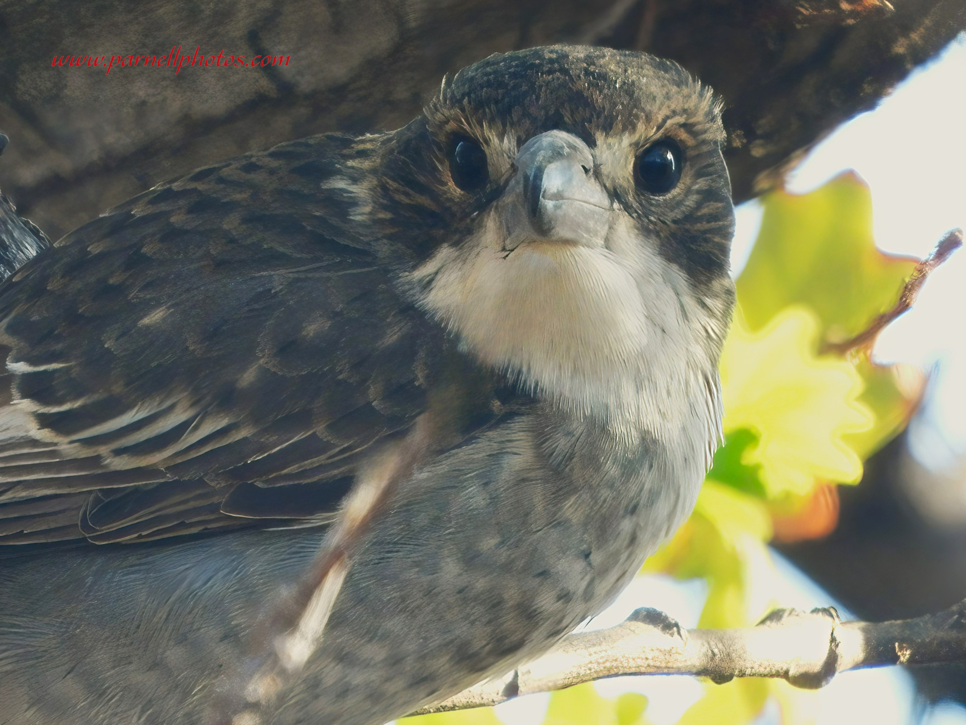 Grey Butcherbird Close-up