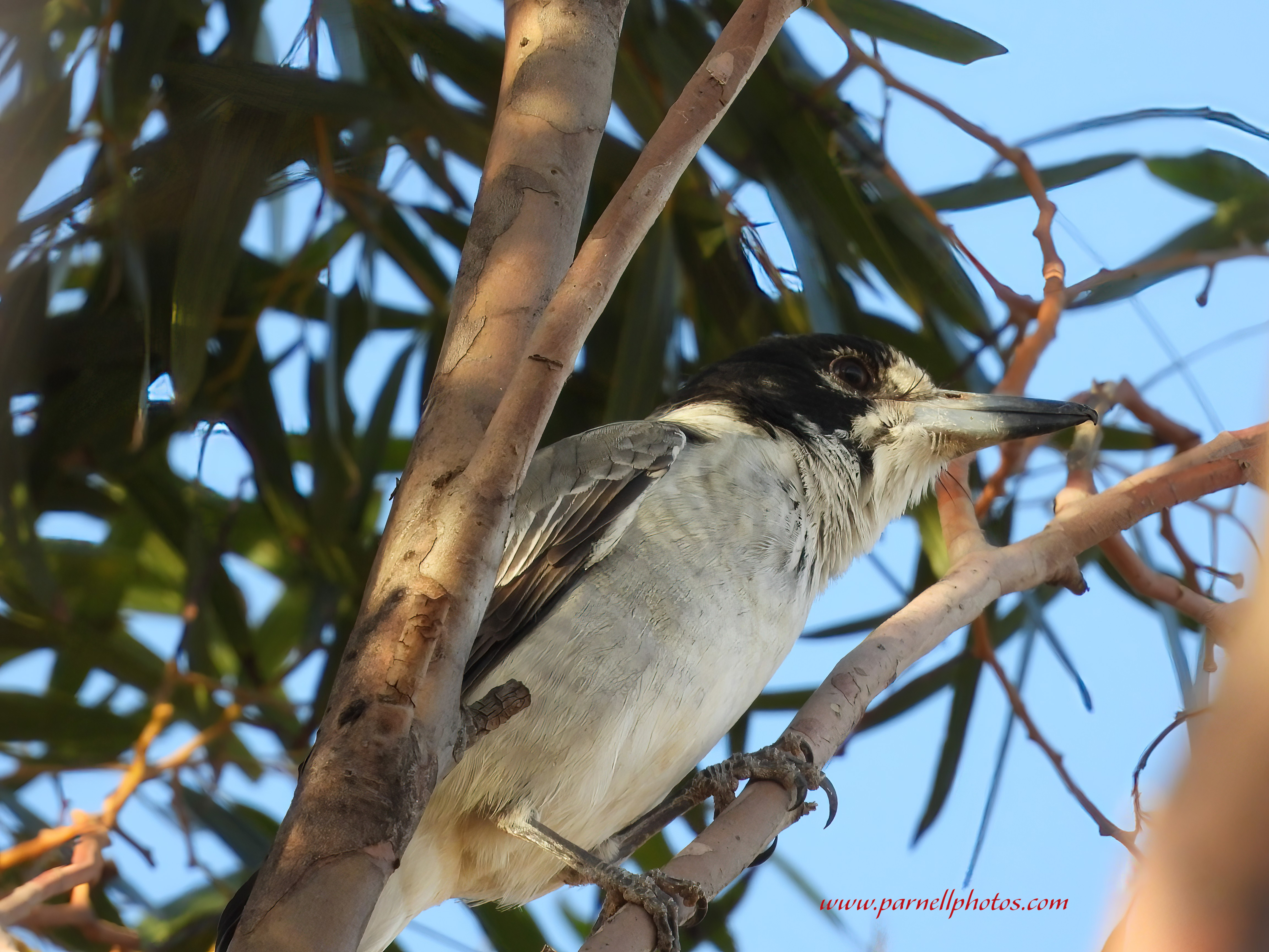 Grey Butcherbird Watching