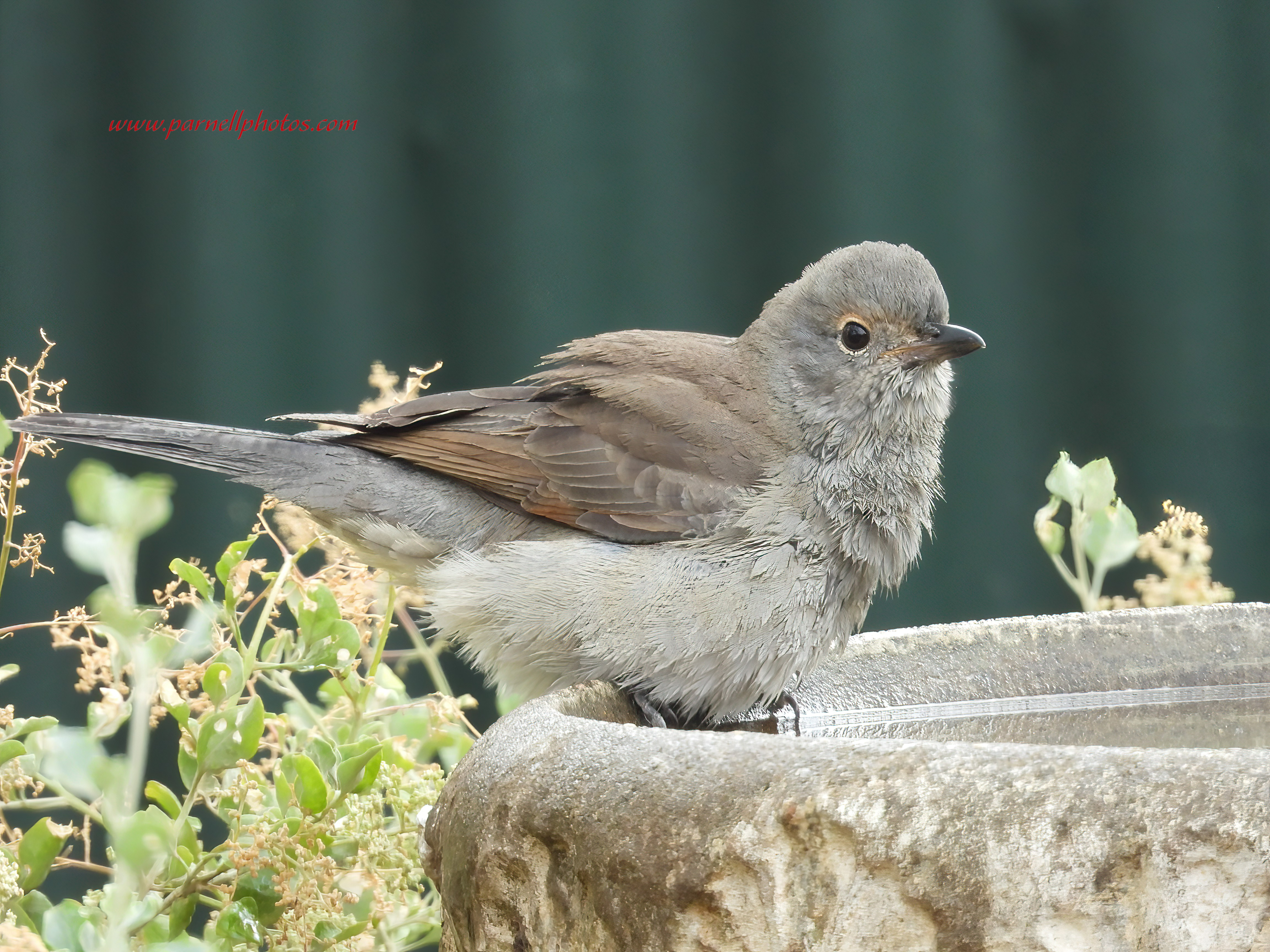 Grey Shrikethrush Between Baths