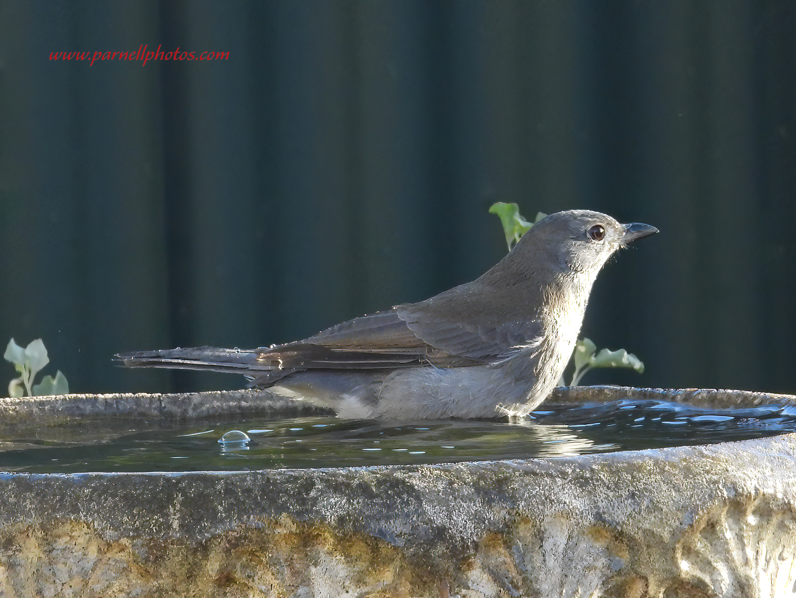 Grey Shrikethrush Cool Off