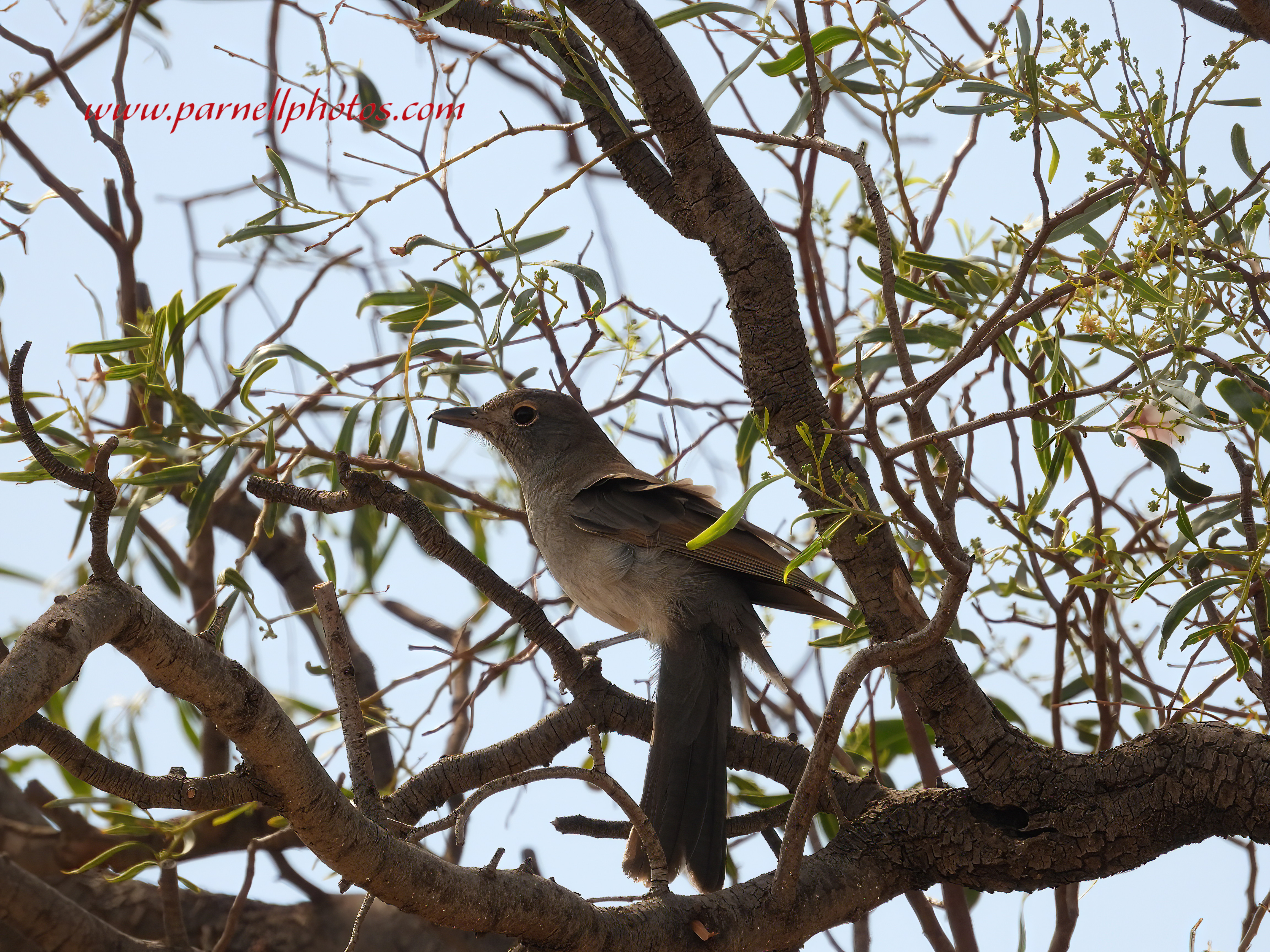 Grey Shrikethrush Home