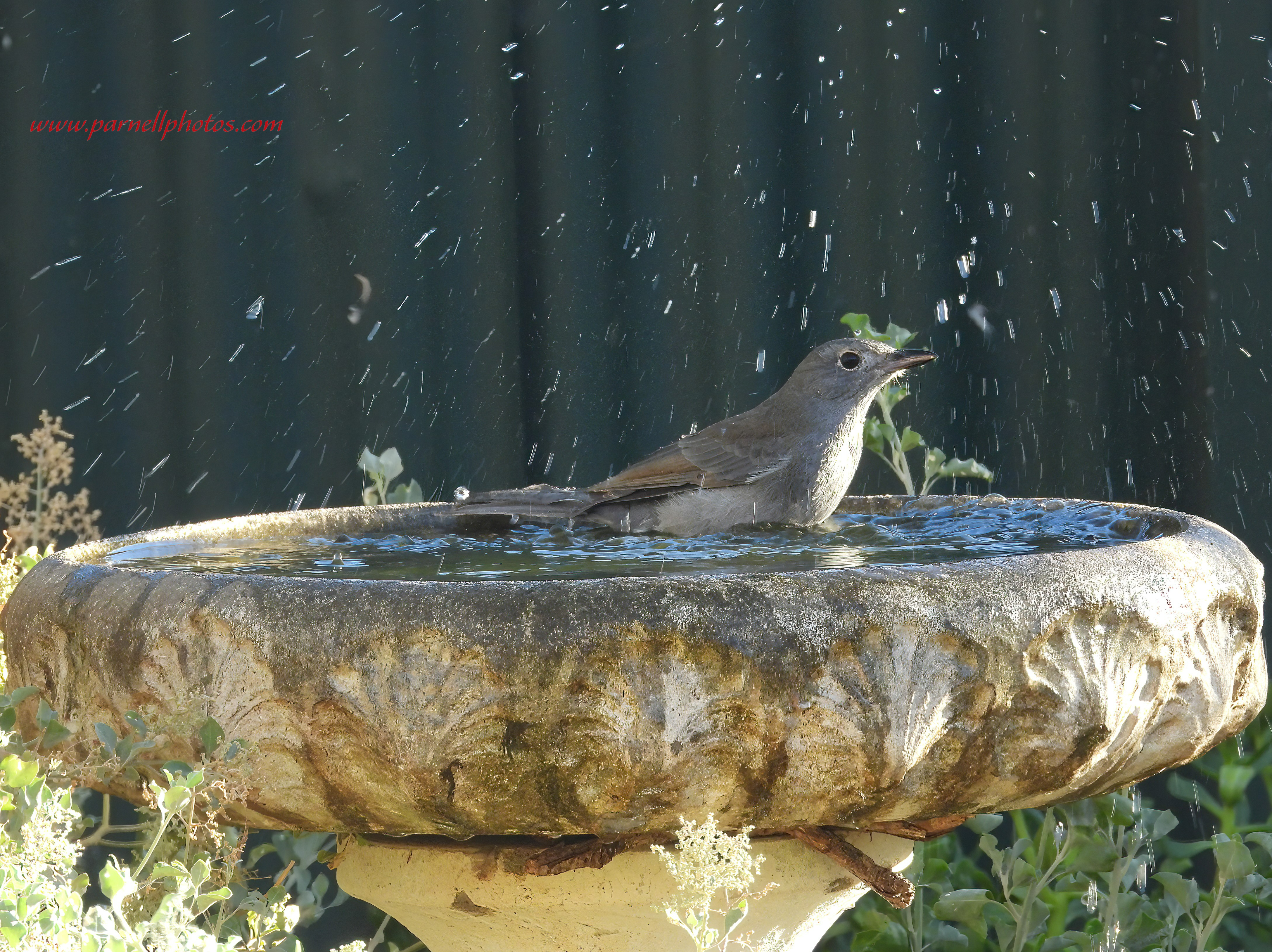 Grey Shrikethrush Splash Fun