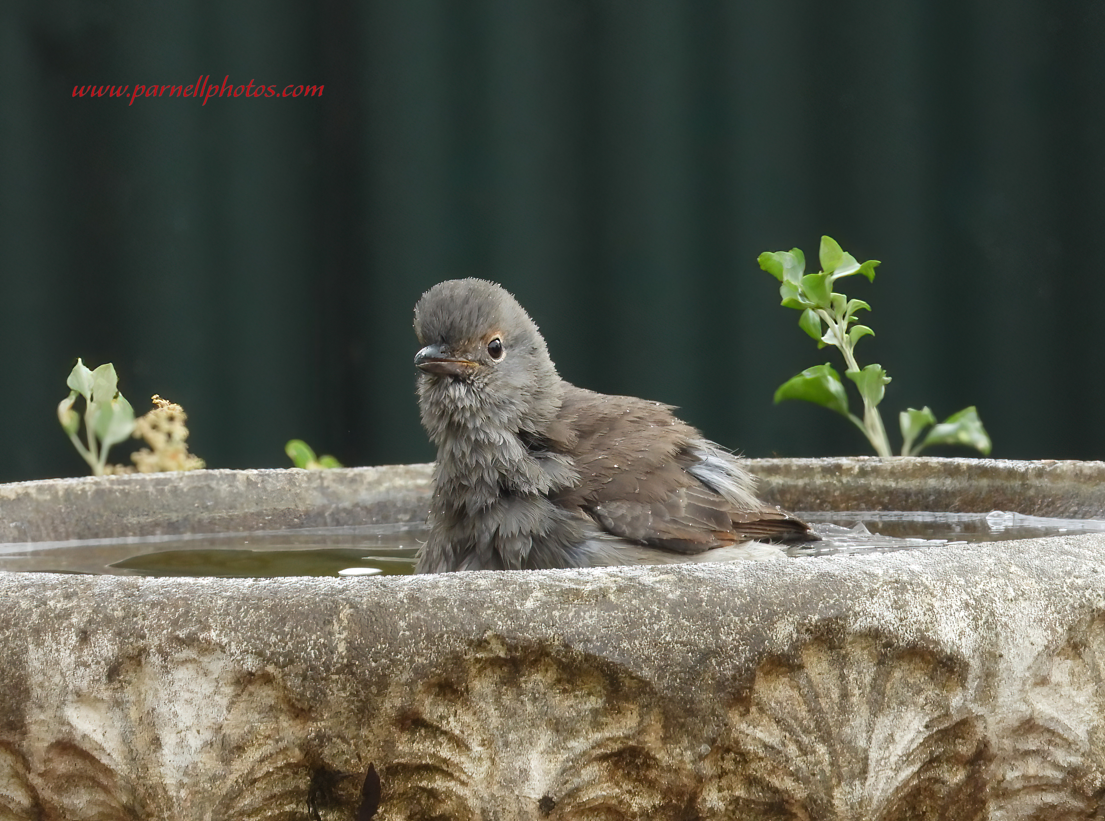 Grey Shrikethrush in Bath