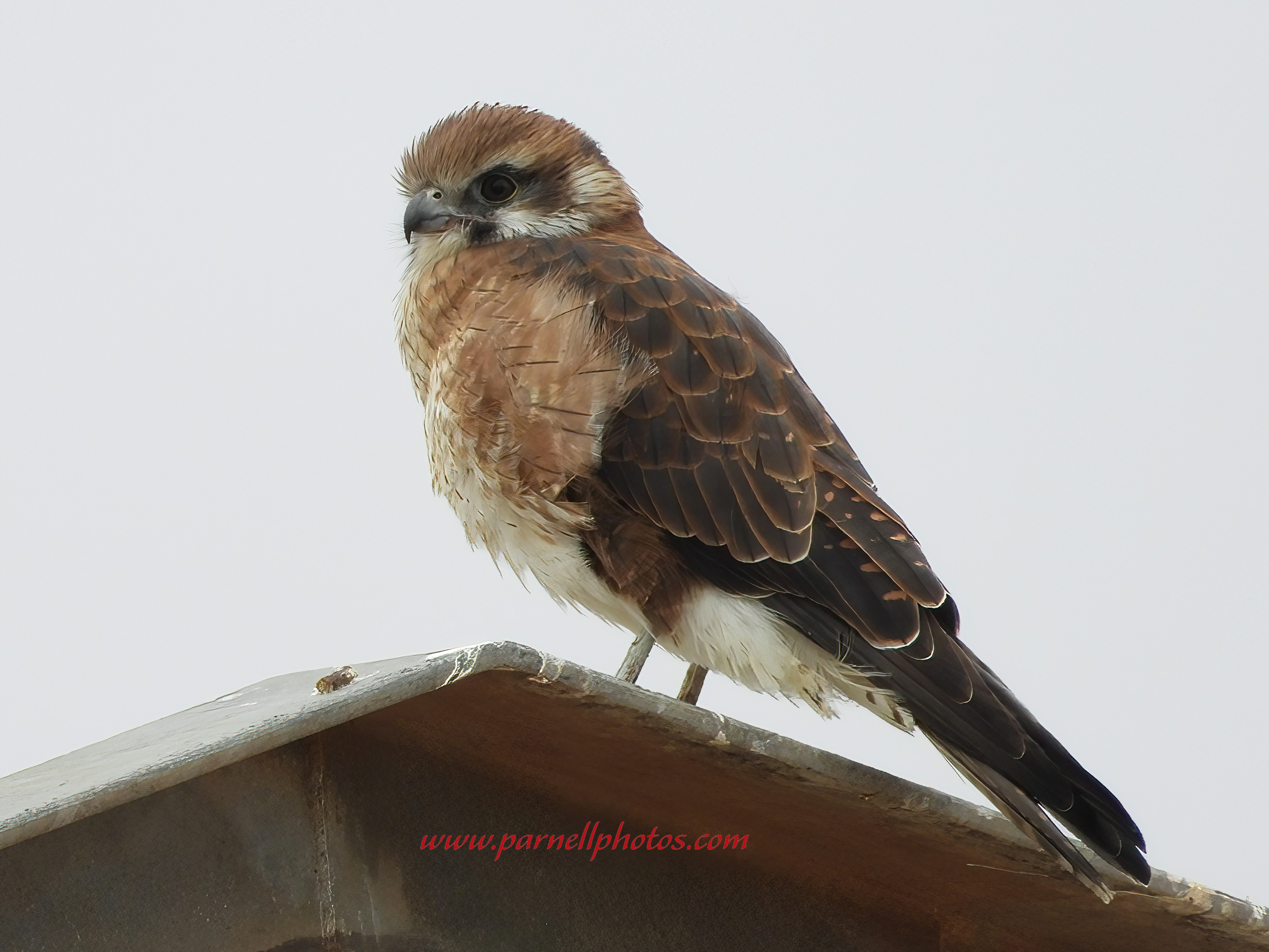 Hello Brown Falcon 