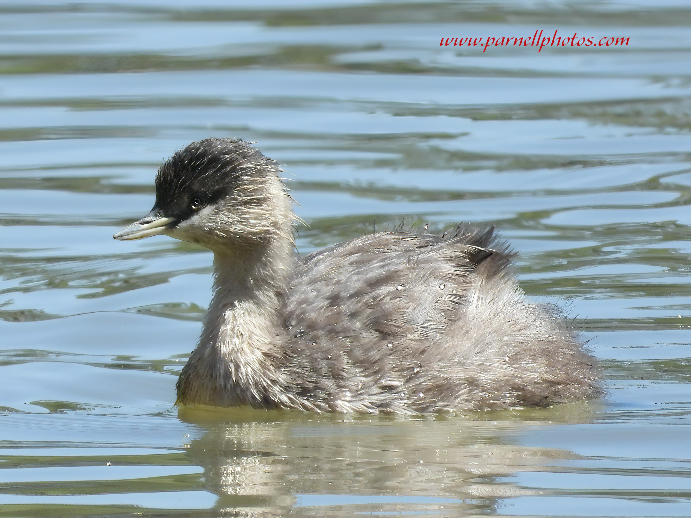 Hoary-headed Grebe