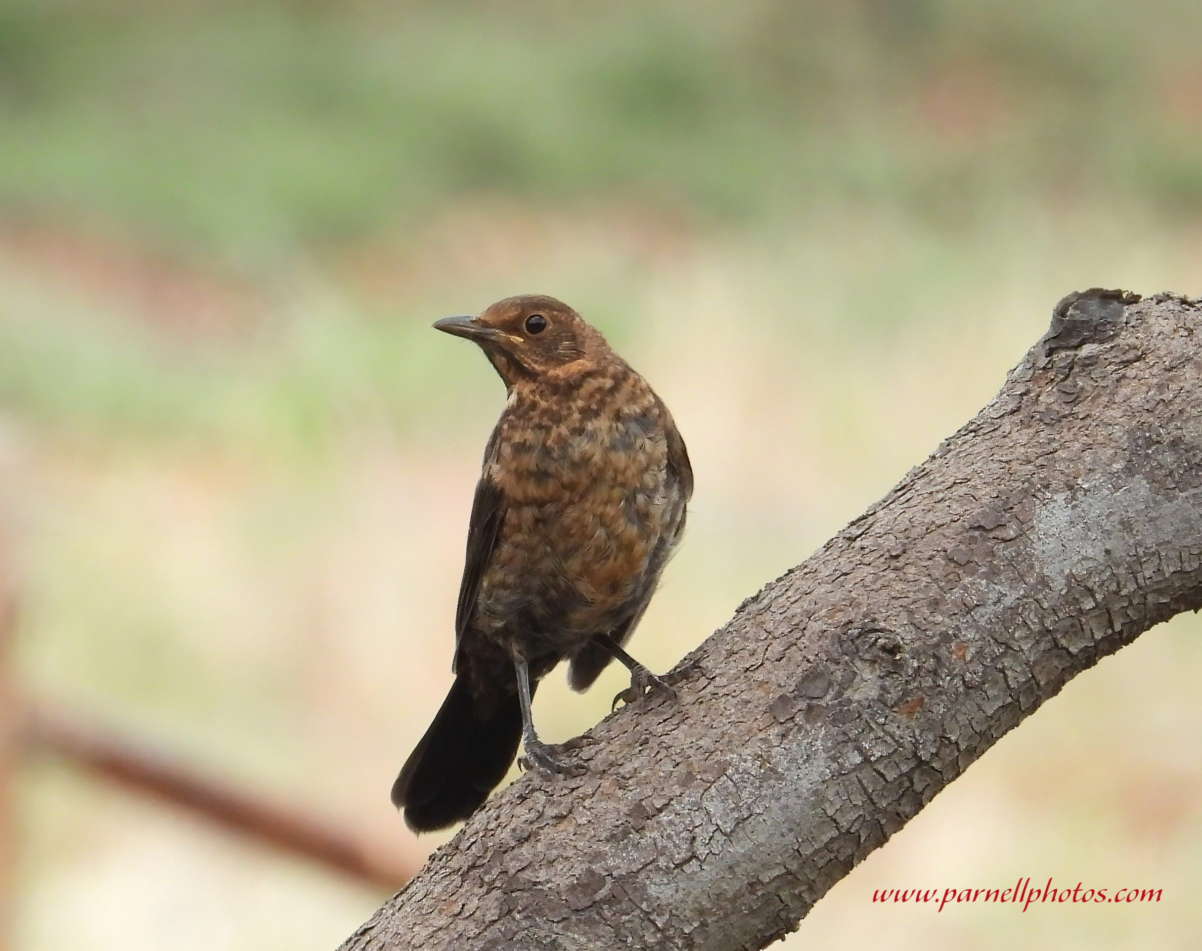 Juvenile Blackbird